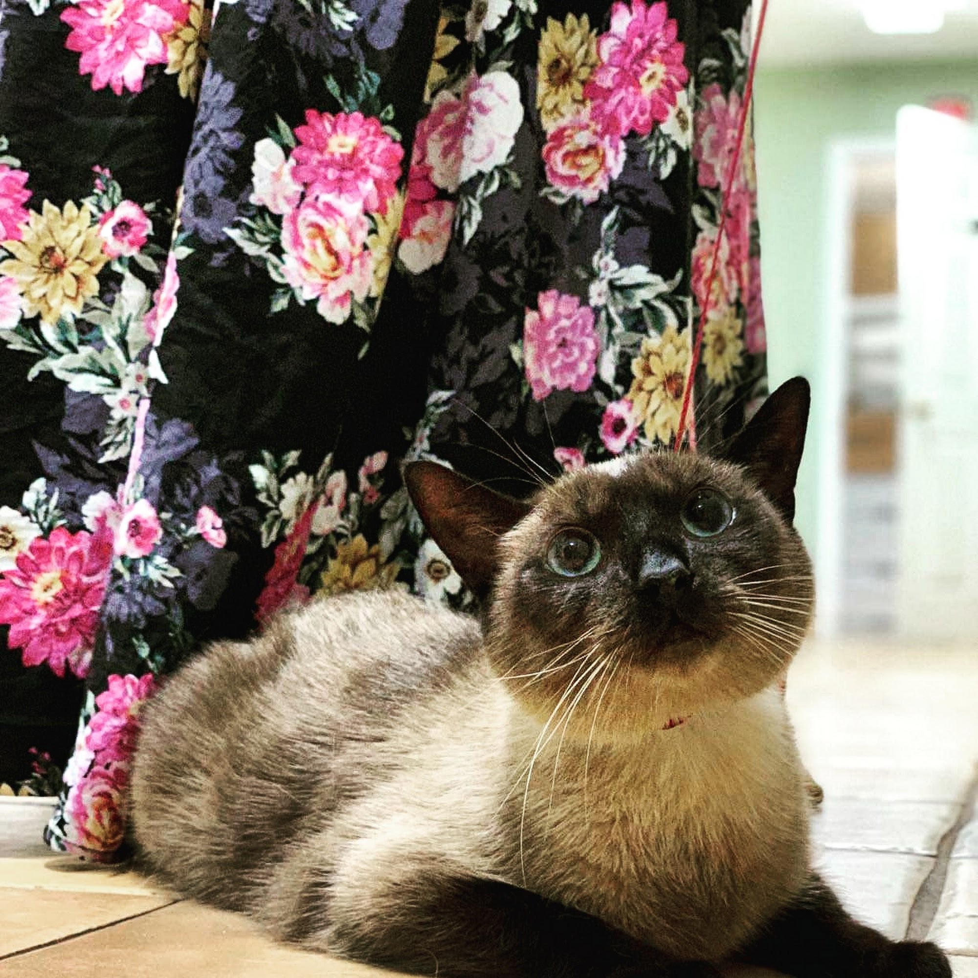 Animal Medical Clinic St. Marys