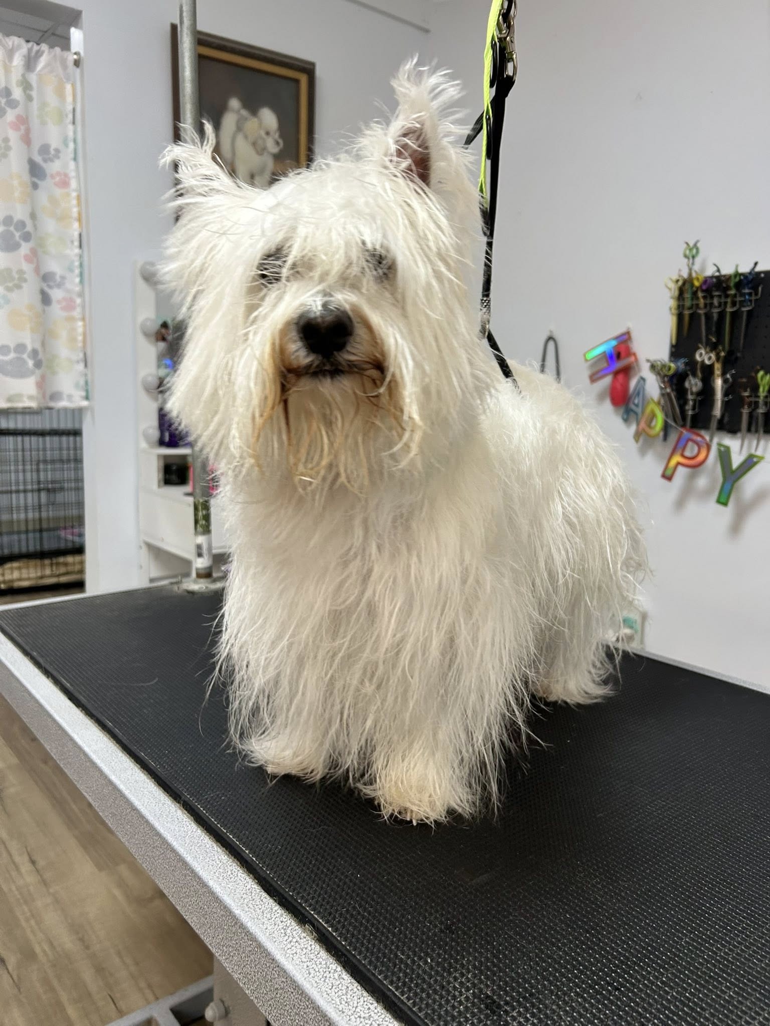 Letta's Dawgie Day Spa St. Marys