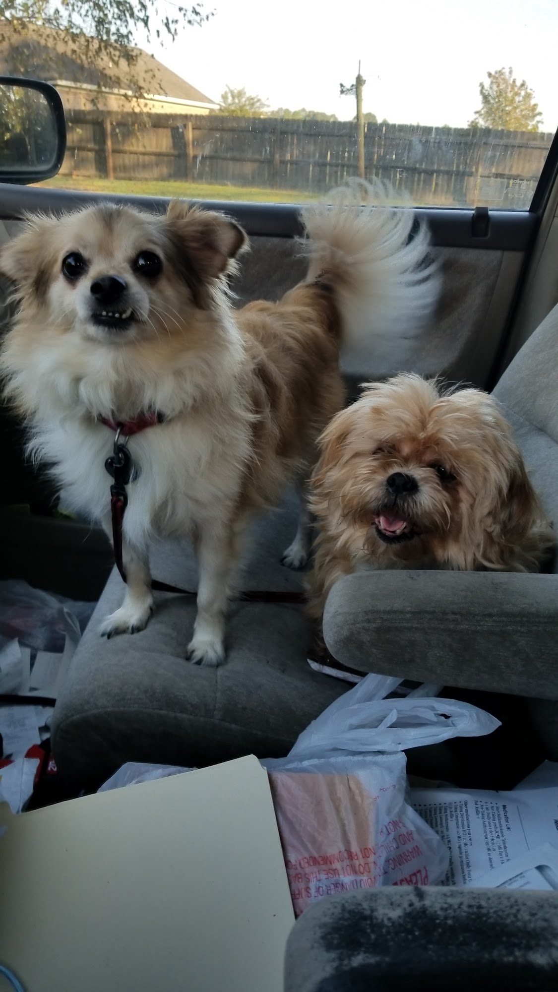 Kayce's Pet Parlor Statesboro