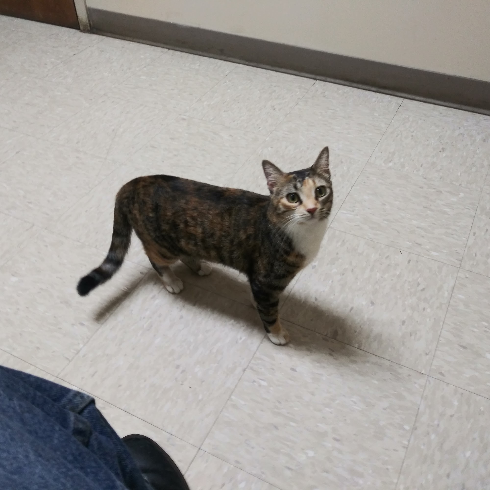 Gateway Animal Hospital Statesboro