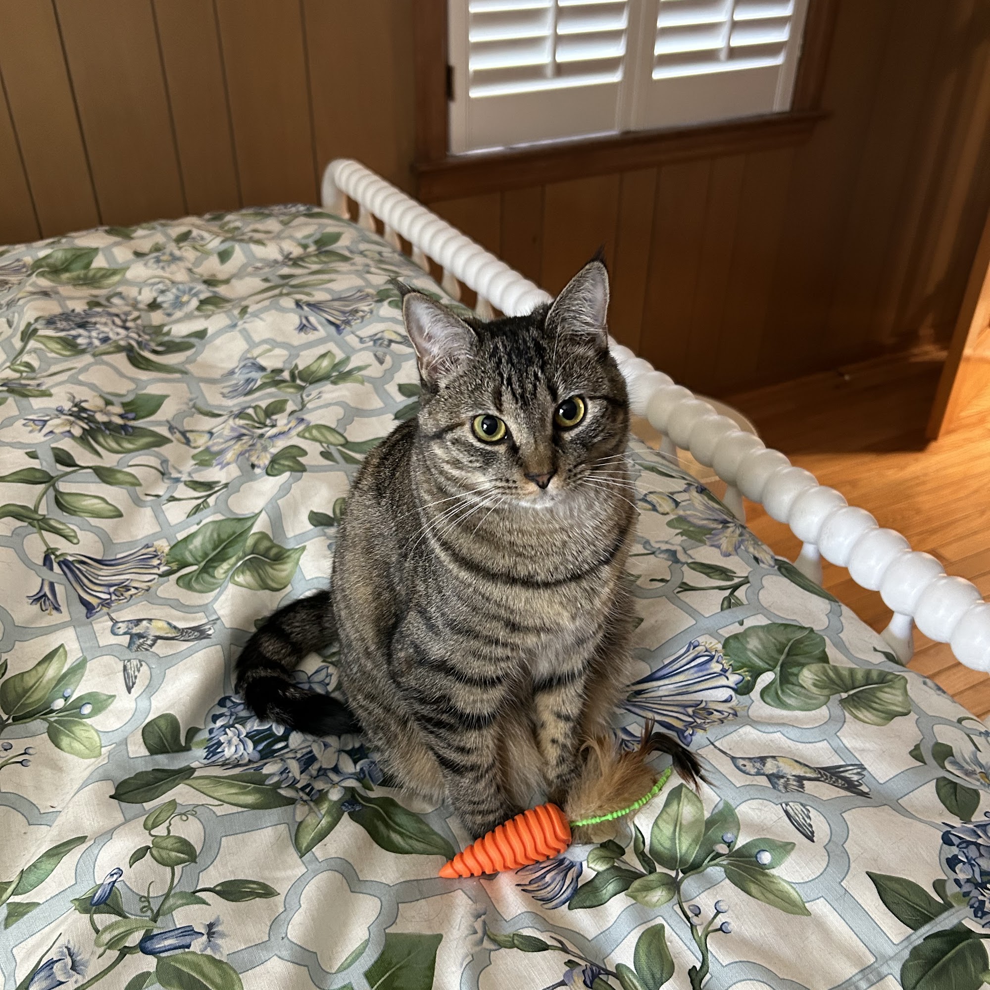 Statesboro Bulloch Regional Veterinary Hospital Statesboro