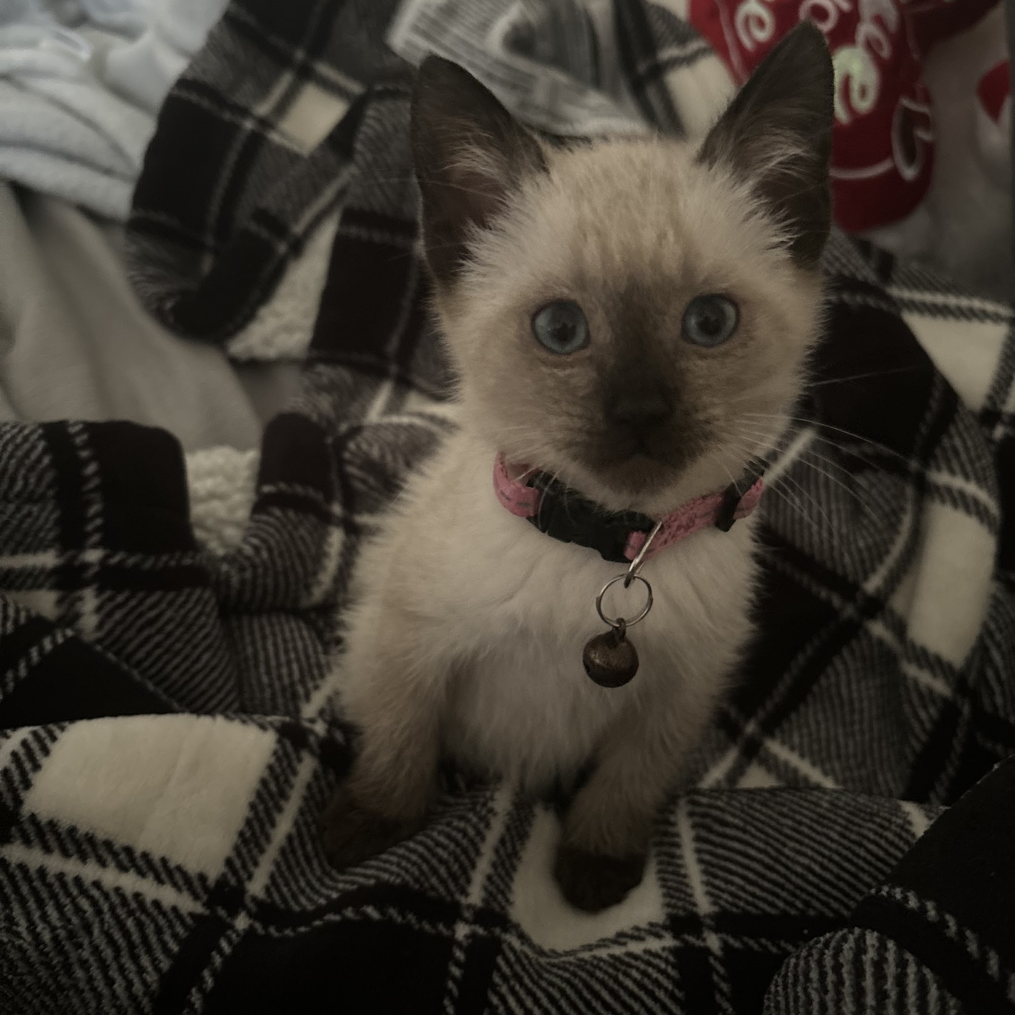 Westside Veterinary Hospital Statesboro