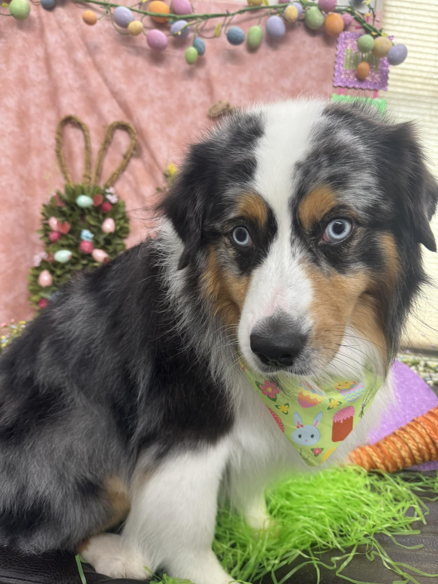 Cindy Lou’s Dos Pet Grooming & Boarding Statesboro