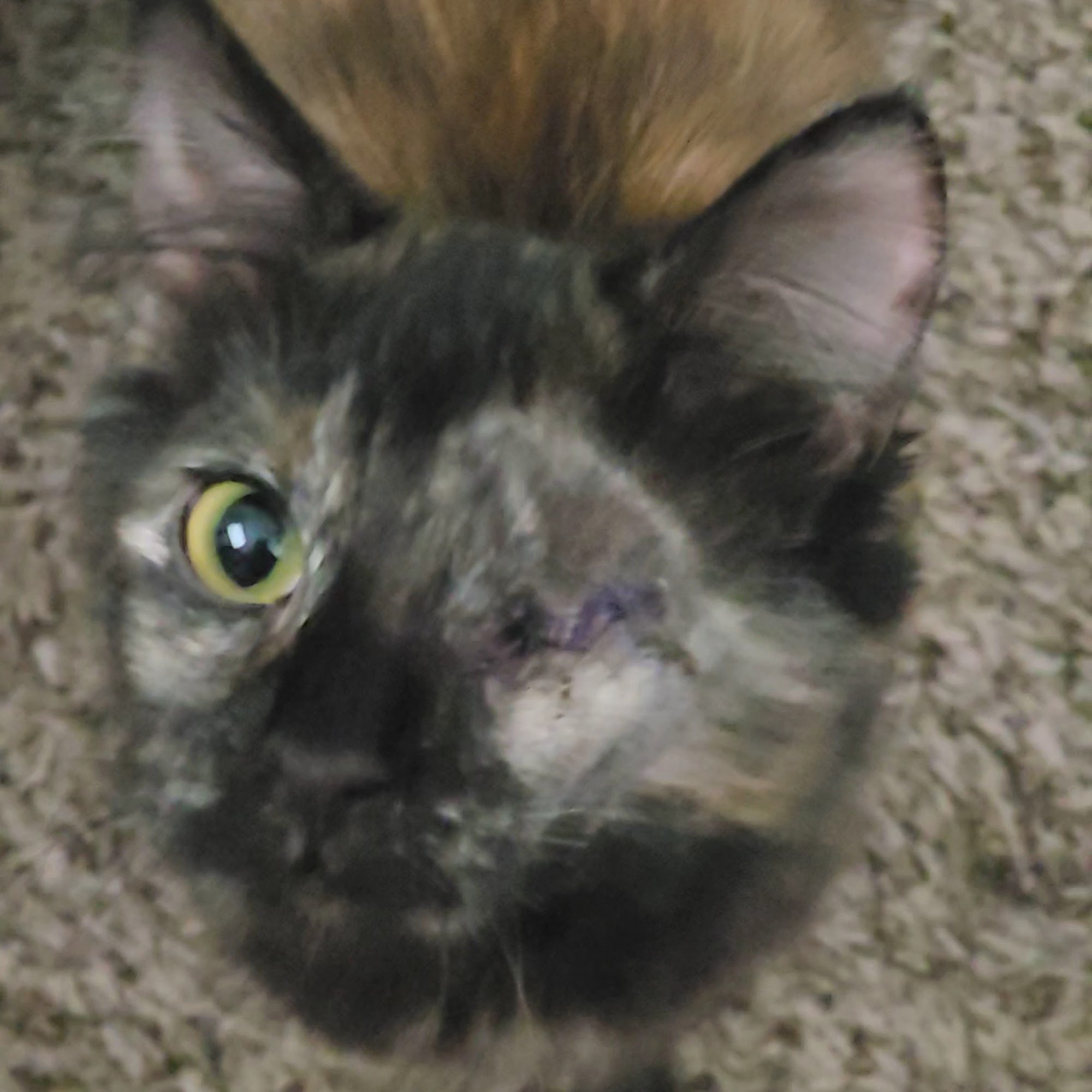 Stockbridge Veterinary Hospital Stockbridge