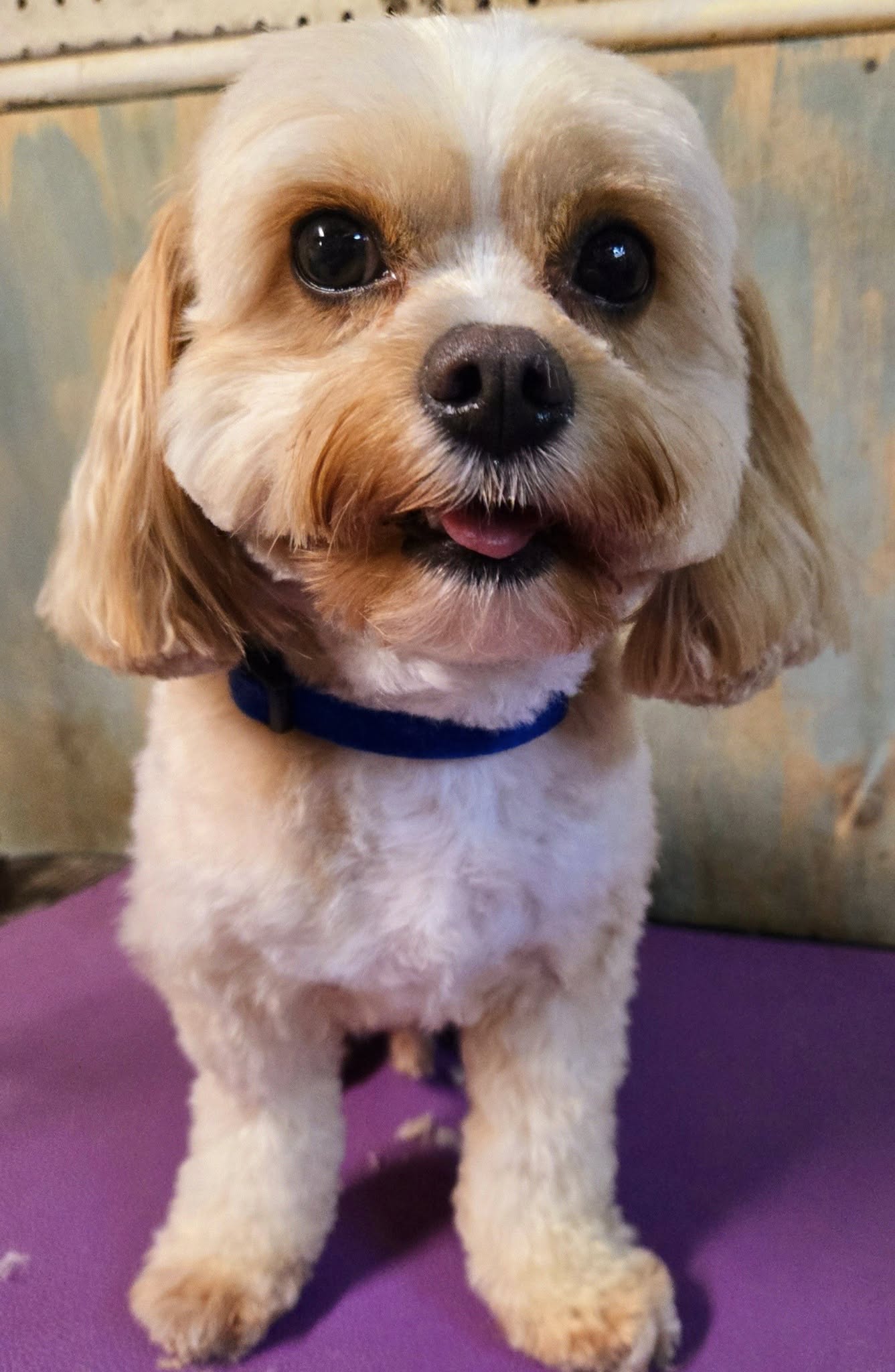 Pet Styles By Amy Stockbridge