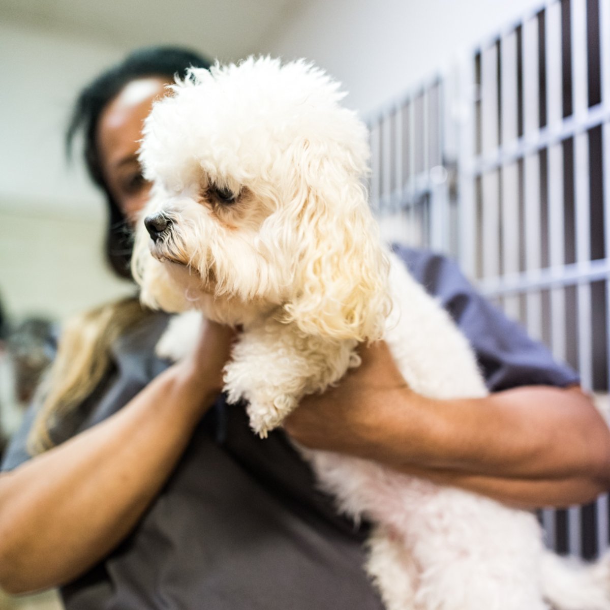 Atlanta Pet Care Center Stone Mountain