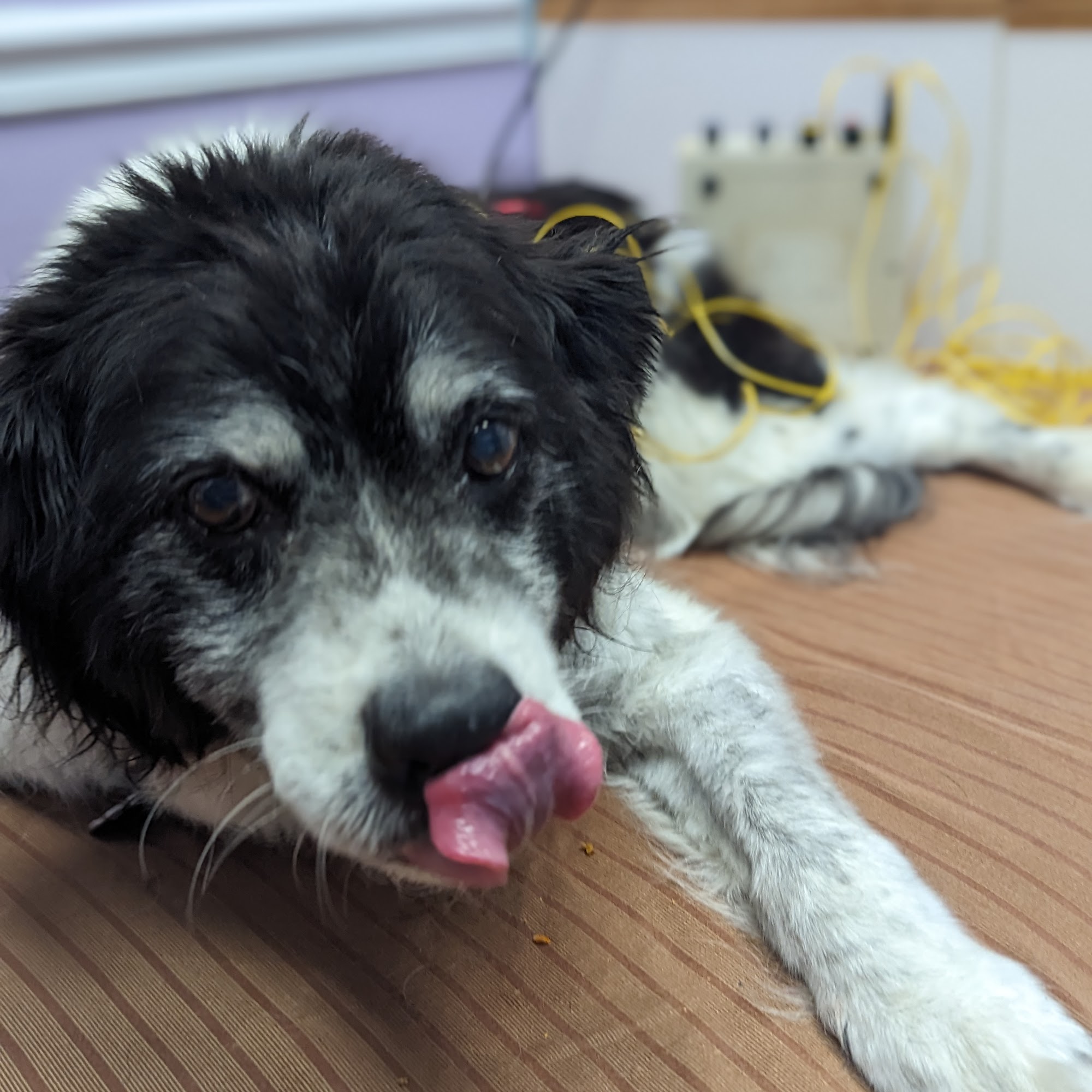 Loving Touch Animal Center Stone Mountain