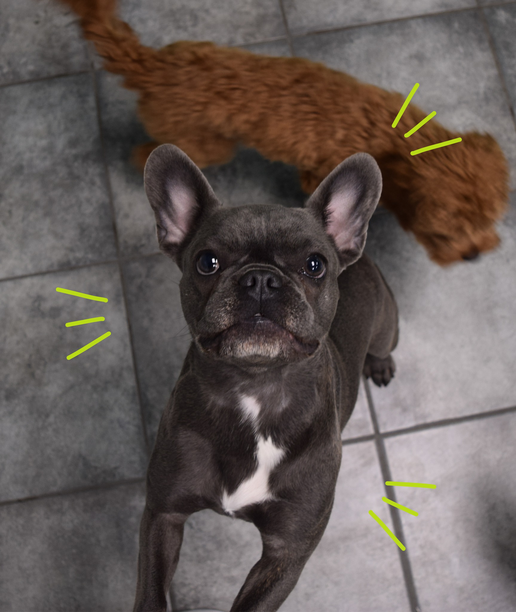 Hounds Town Stone Mountain Stone Mountain