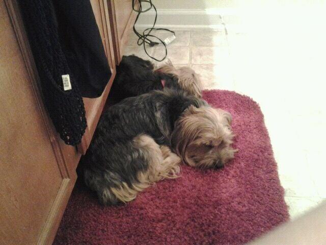 Petco Grooming Stonecrest