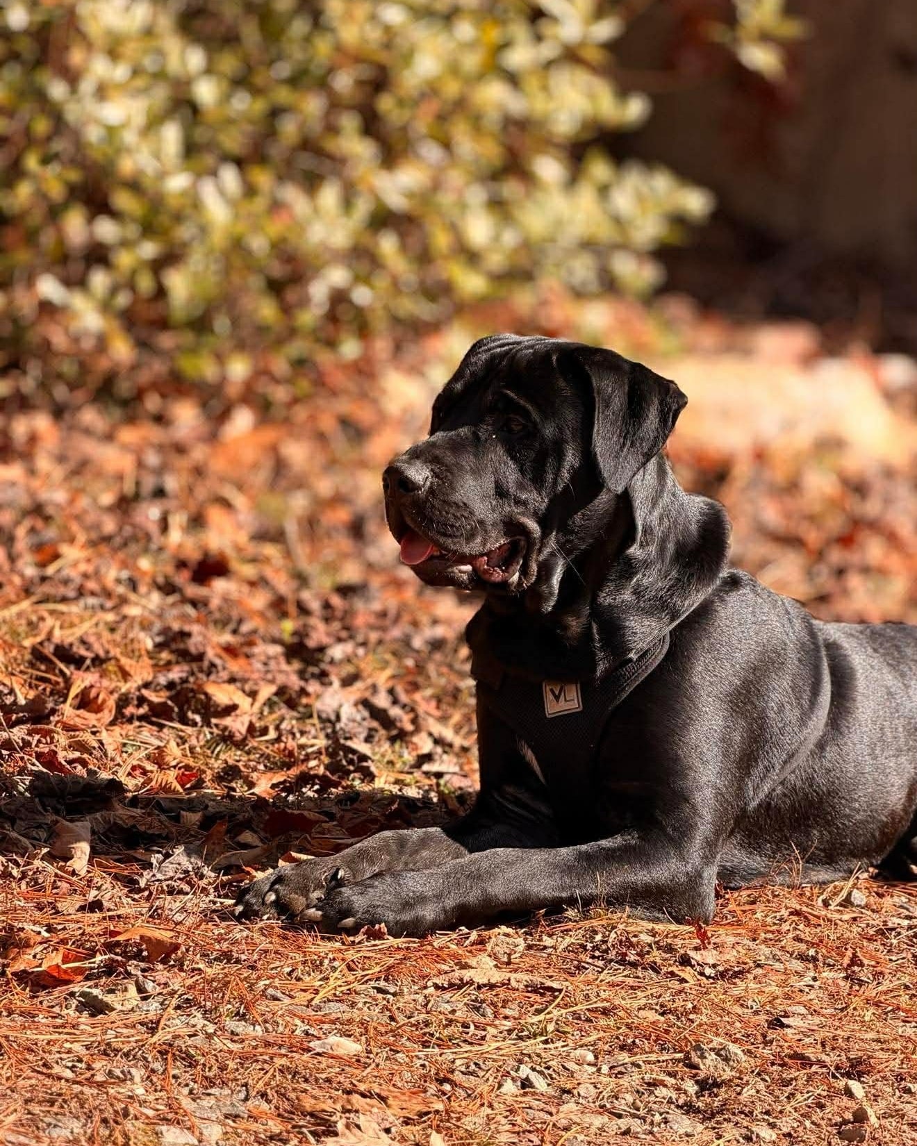 Dawns Doggie Day Spa Stonecrest