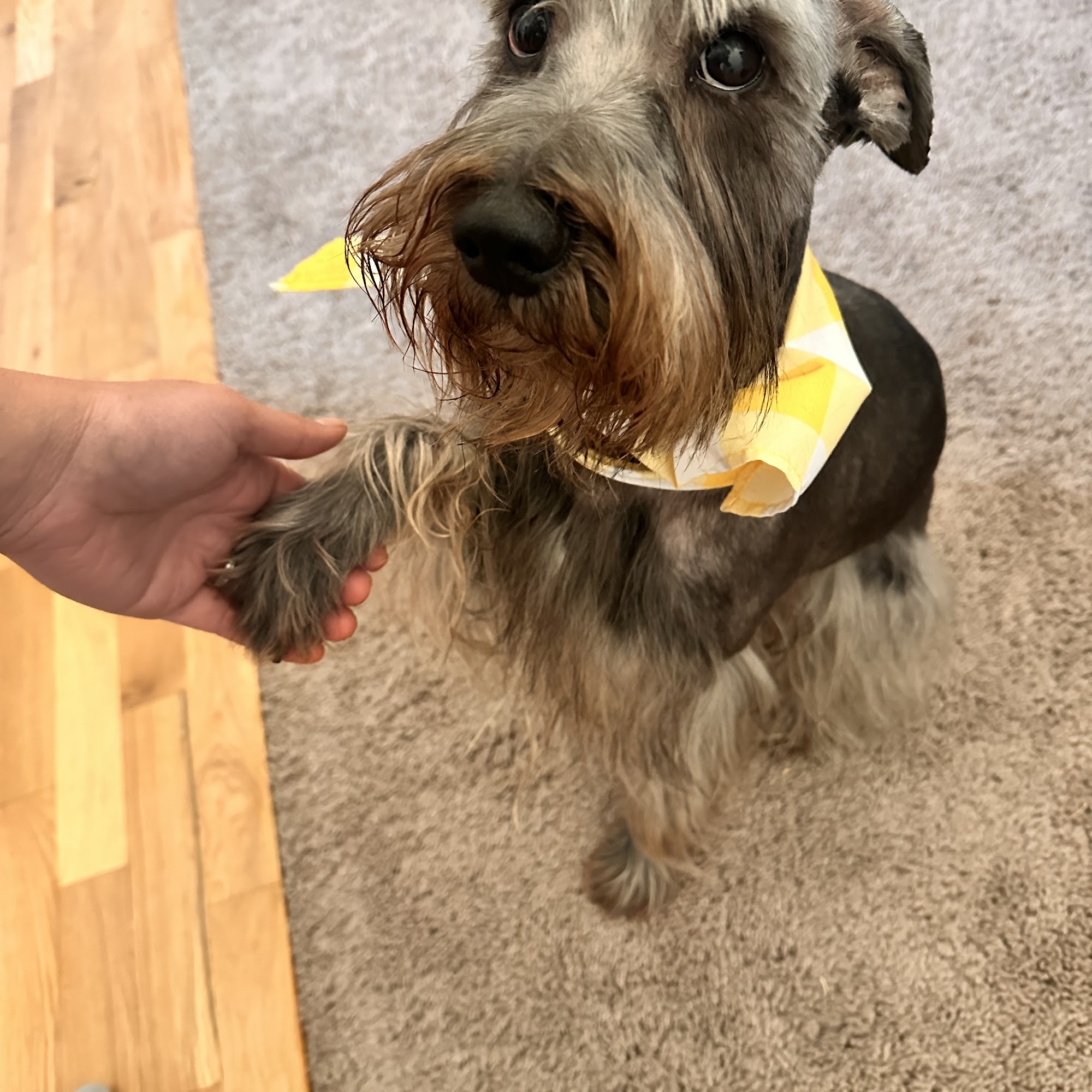 Dawns Doggie Day Spa Stonecrest