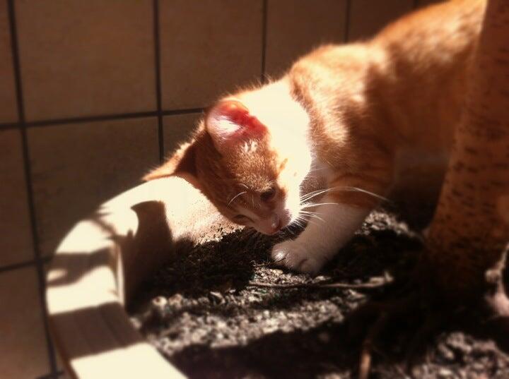 Sugar Hill Animal Hospital Sugar Hill