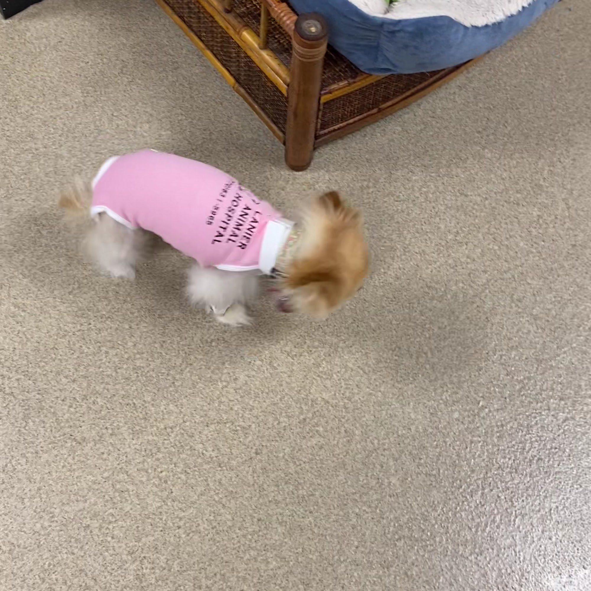 Lanier Animal Hospital Sugar Hill