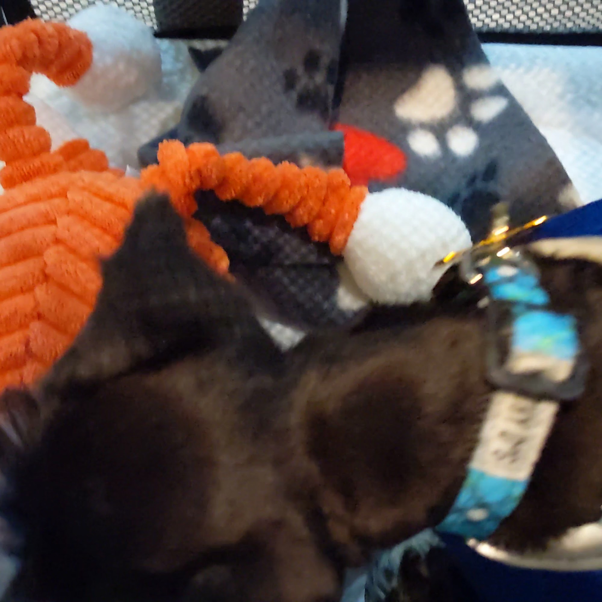 Heart of Suwanee Animal Hospital Suwanee