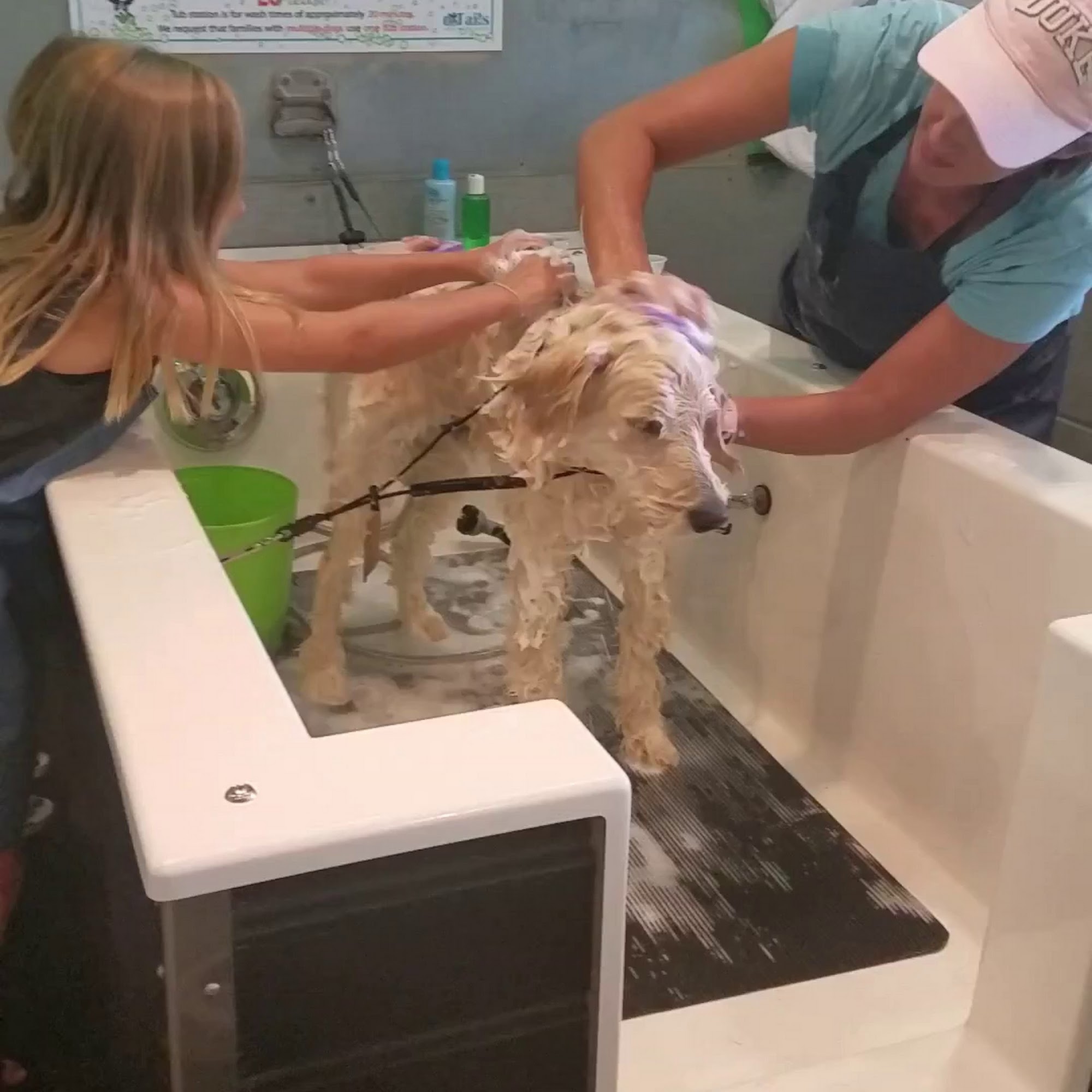 d'Tails Pet Wash & Grooming Spa Suwanee