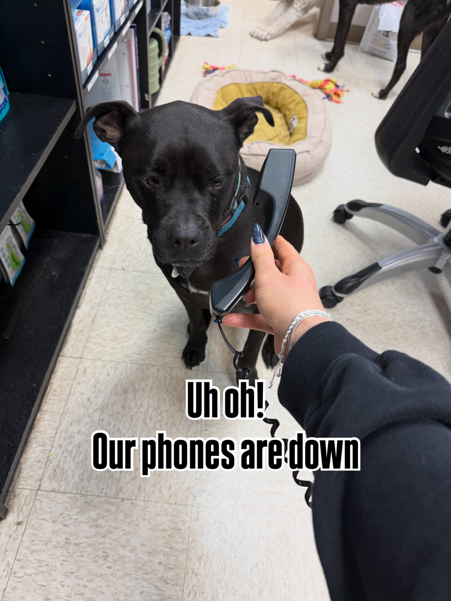 Laurel Springs Animal Hospital Suwanee