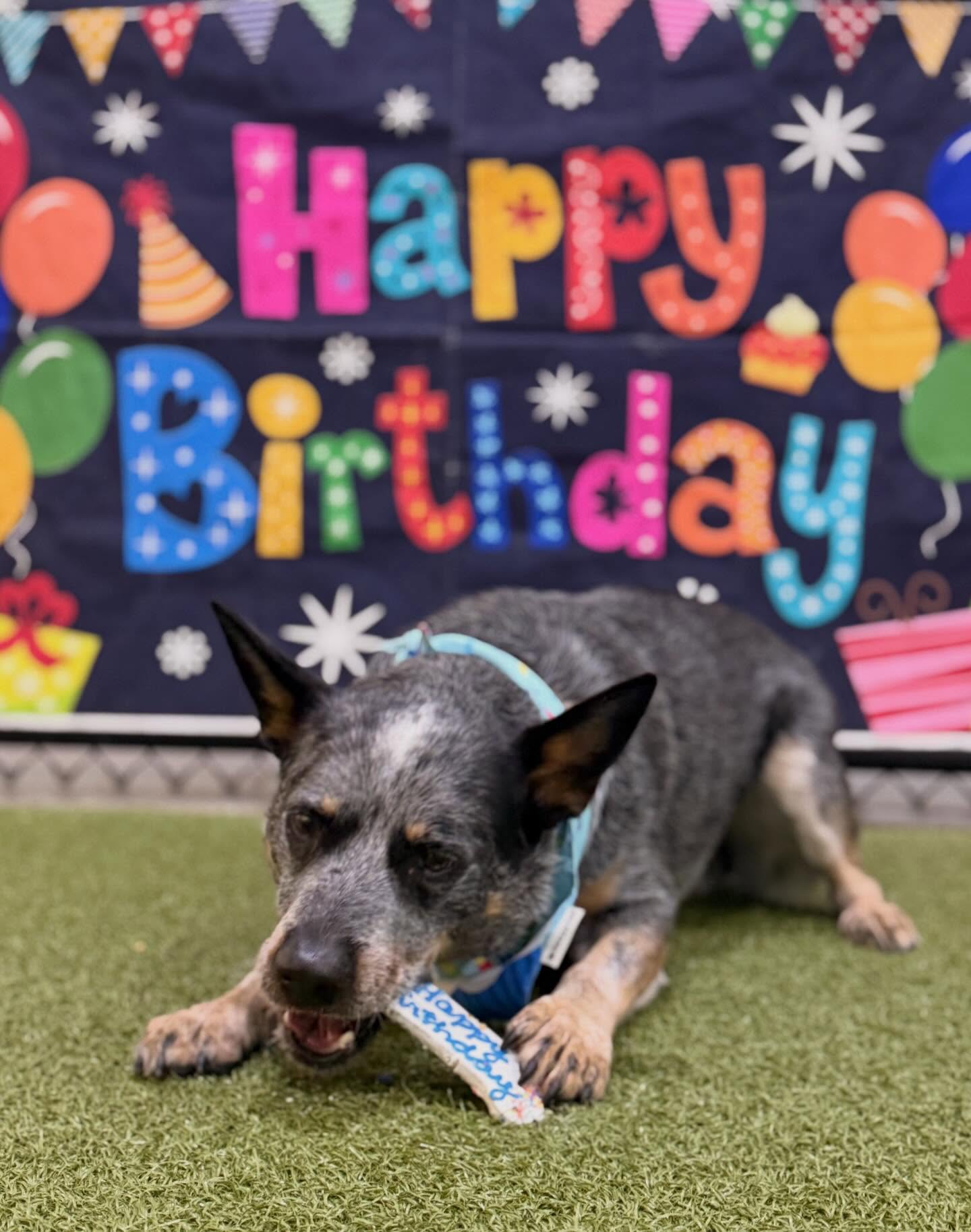 PetSuites Johns Creek Suwanee