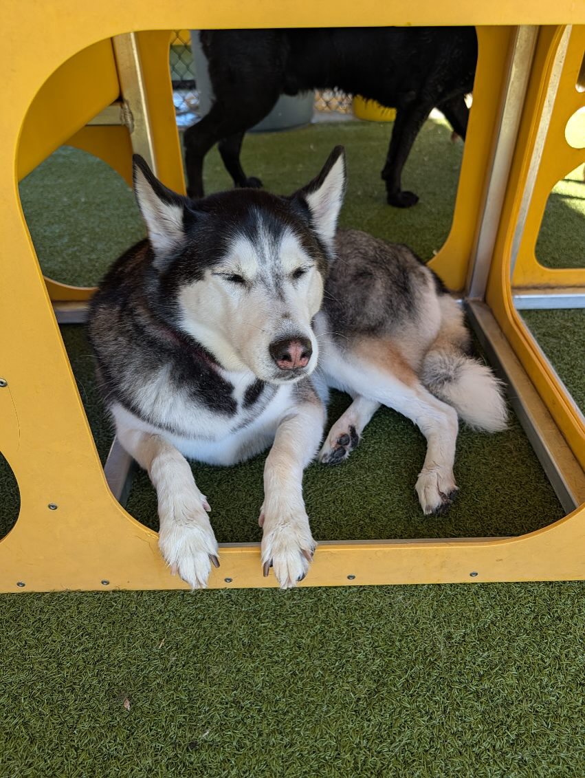 PetSuites Johns Creek Suwanee