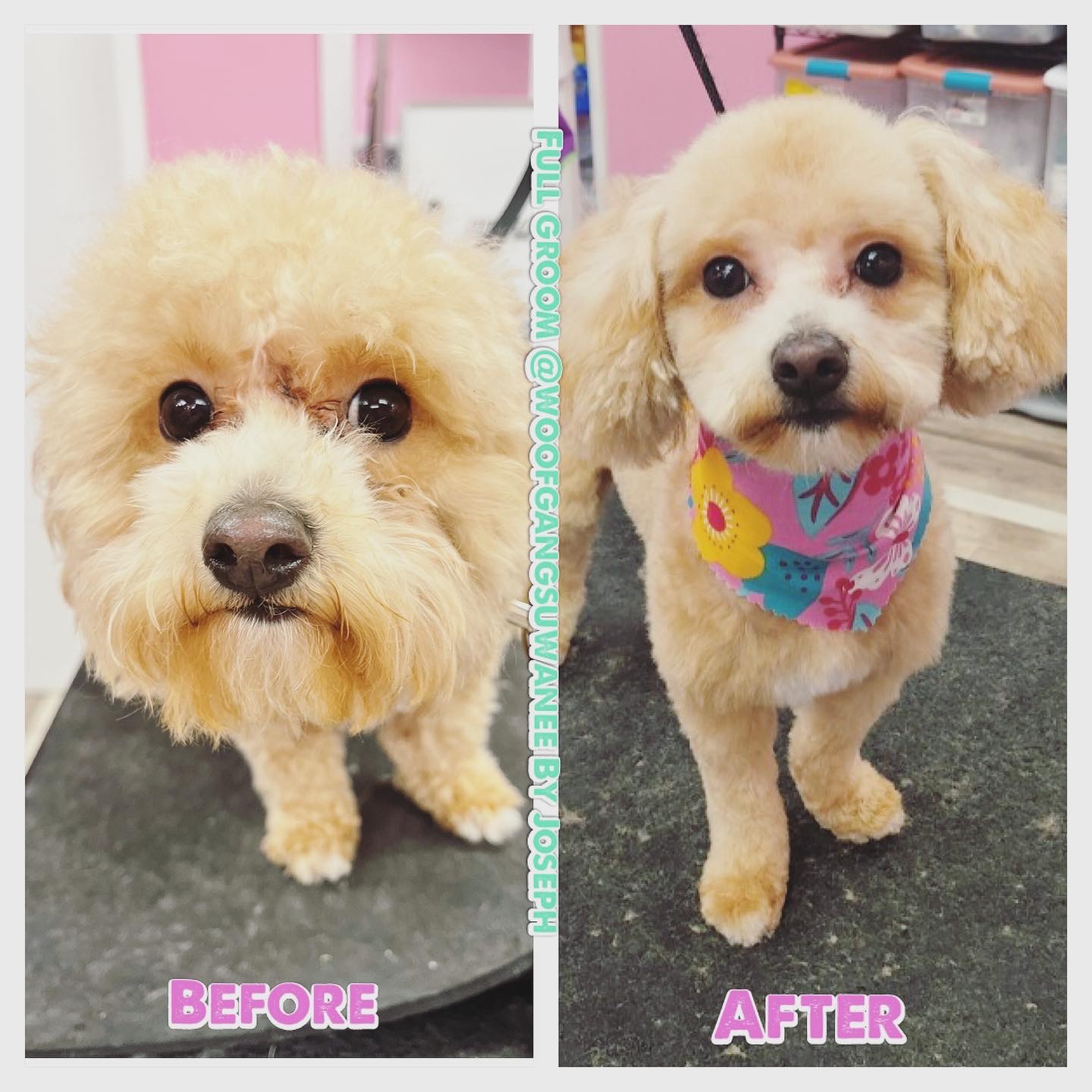 Woof Gang Bakery & Grooming Suwanee Suwanee