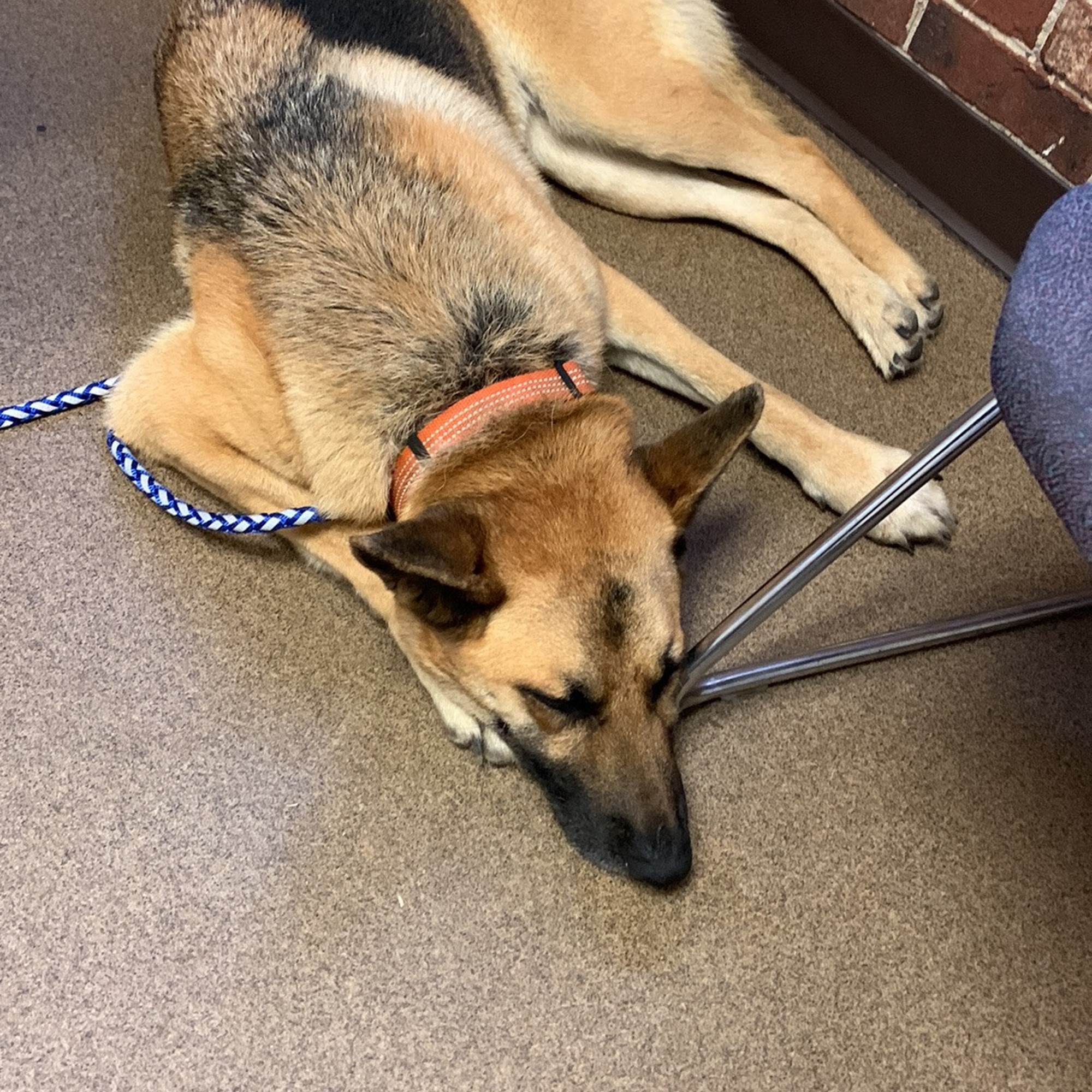 Swainsboro Animal Hospital Swainsboro