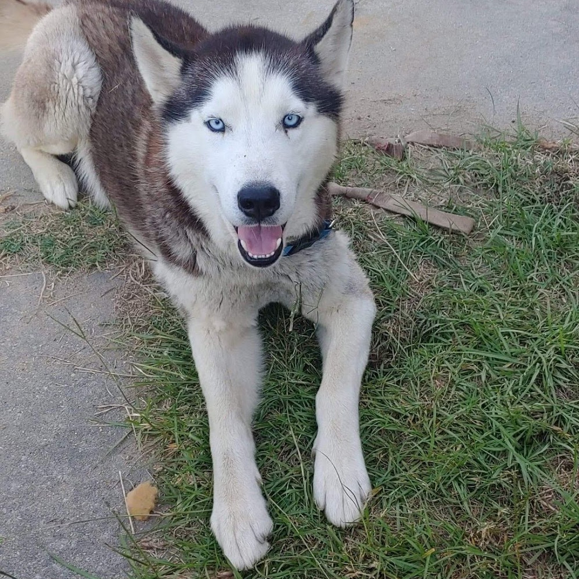 McRae Veterinary Clinic Swainsboro