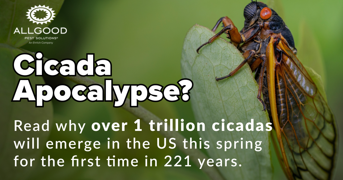 Allgood Pest Solutions 302 N Green St, Swainsboro Georgia 30401