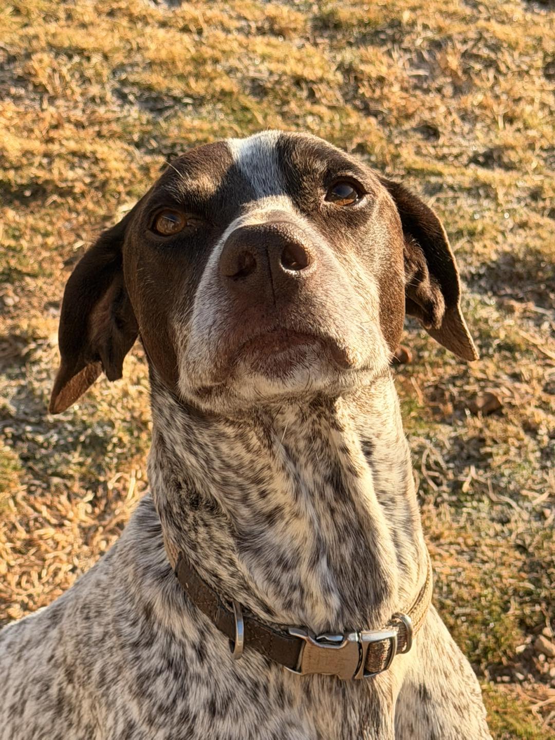 Radda's K9 Campus Talking Rock