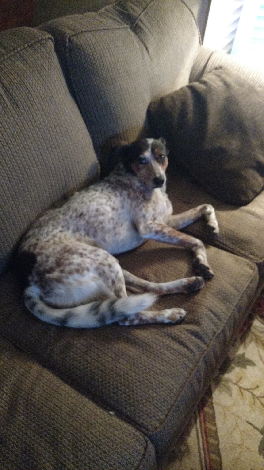 Pickens Animal Rescue Talking Rock