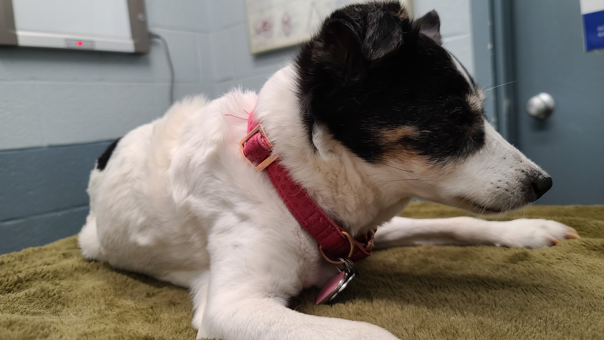 Thomaston Animal Hospital Thomaston