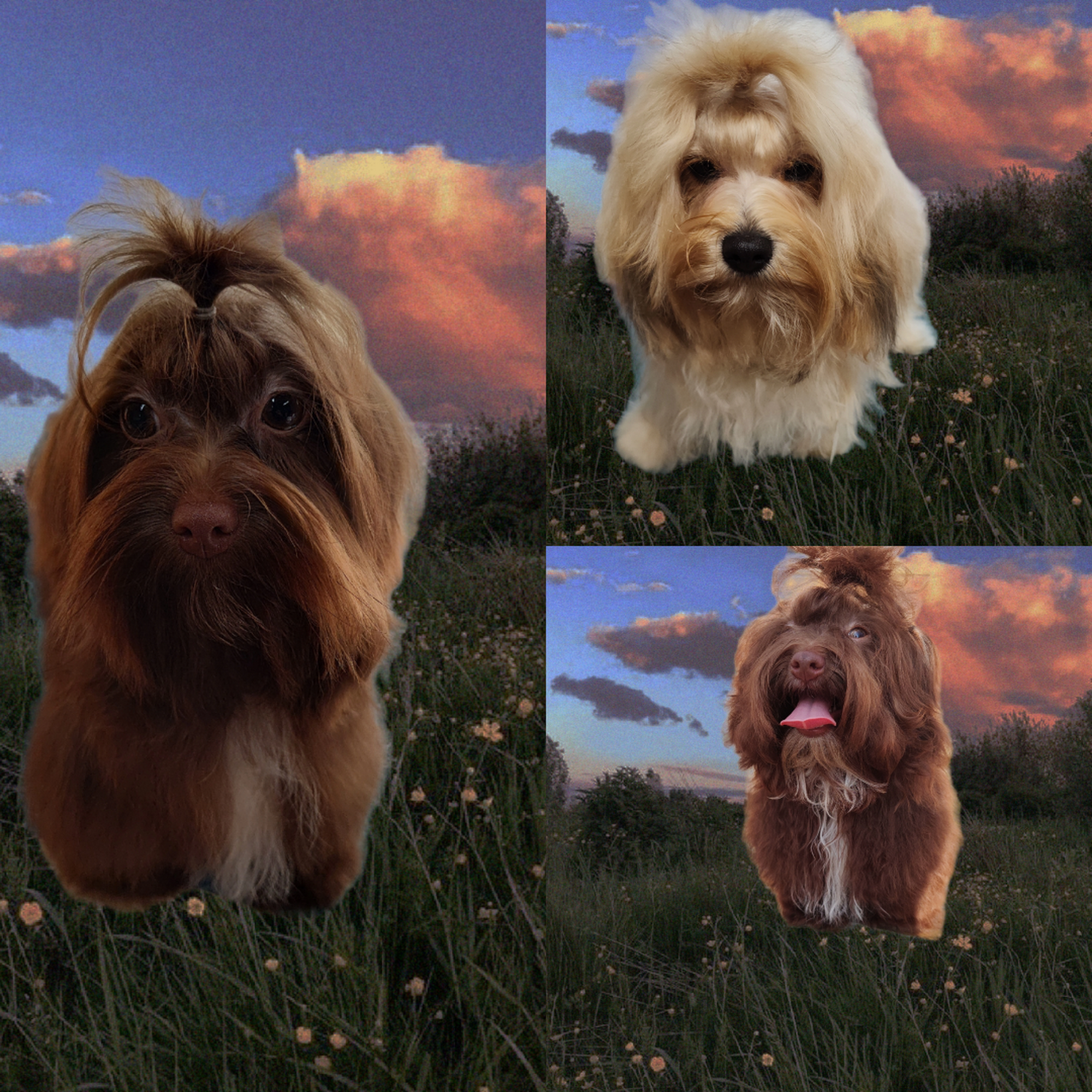 Showboat Kennels Thomaston