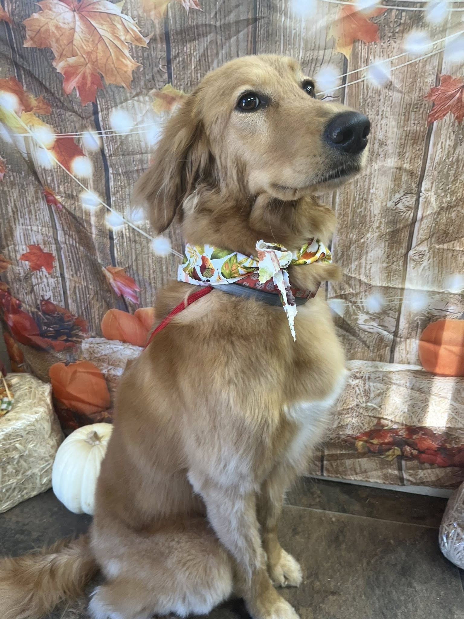 Good Boy Grooming by Leigh Thomaston