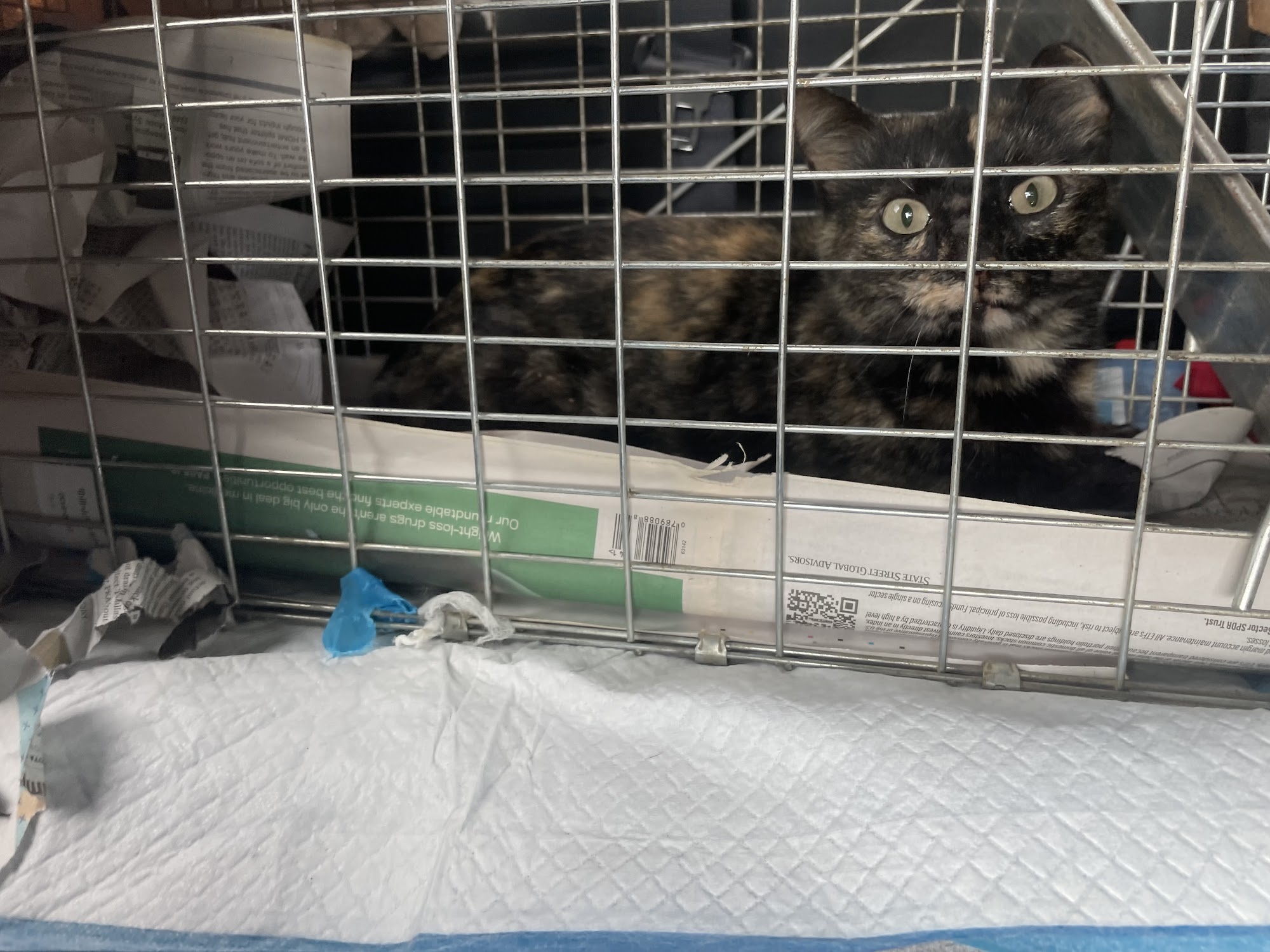South Georgia Low Cost Spay & Neuter Clinic Thomasville