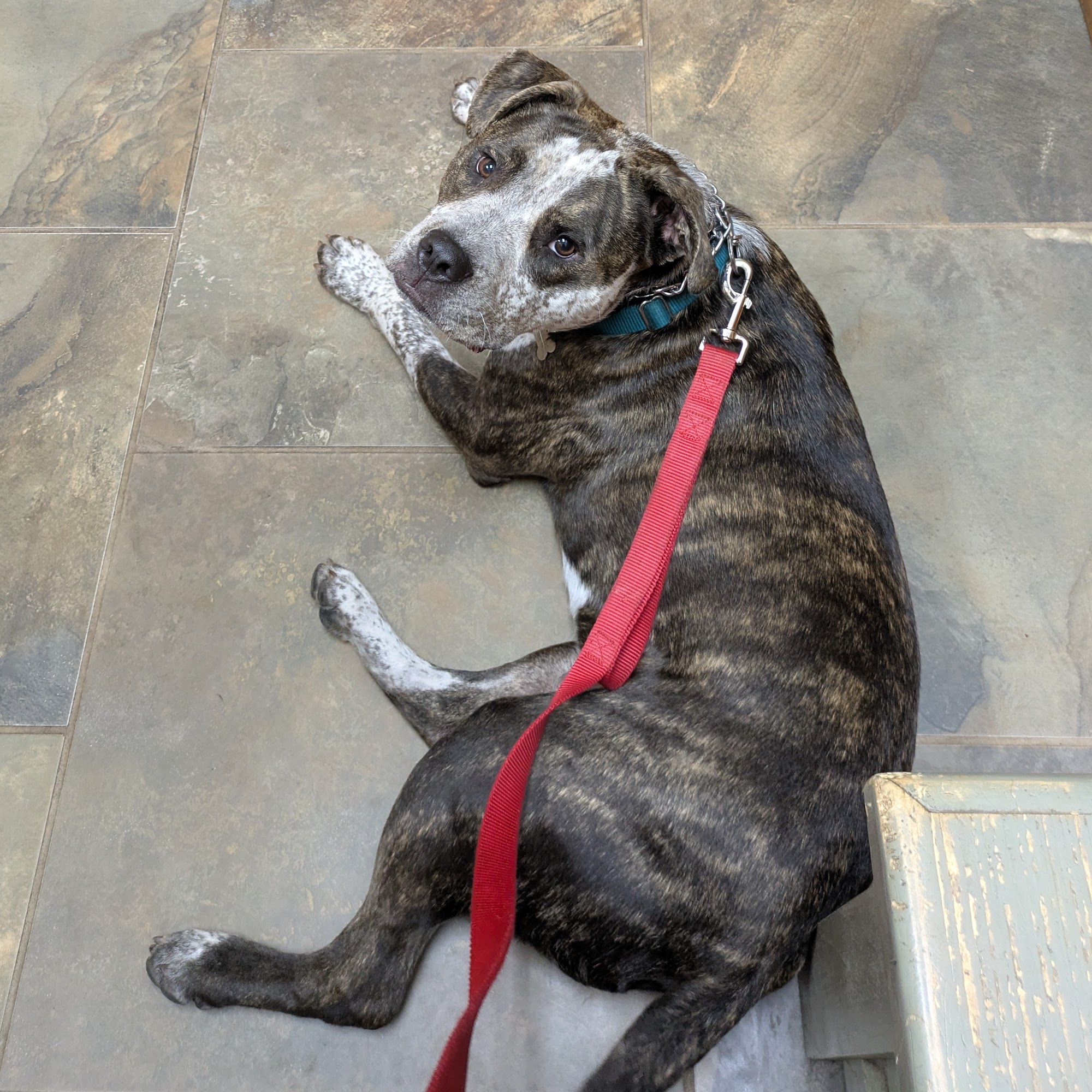 Thomasville Animal Hospital Thomasville