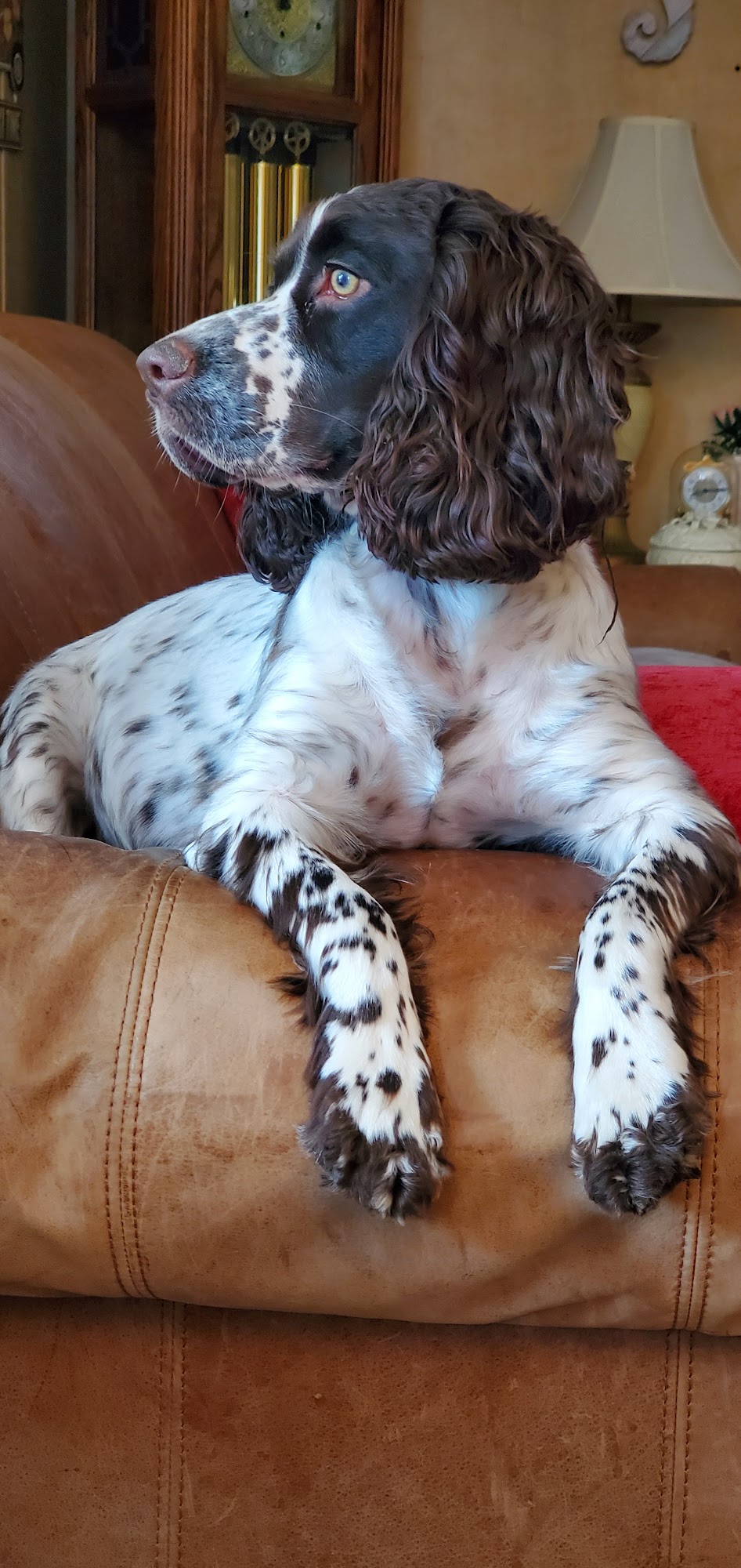 Pampered Pups By Pam Thomasville