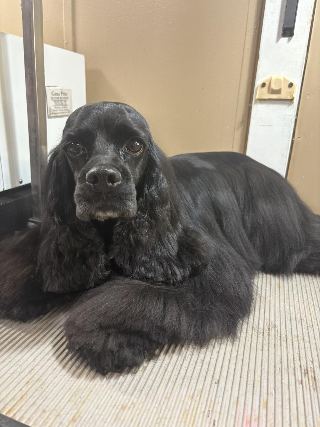 The Pet Salon Grooming & Boarding Thomasville