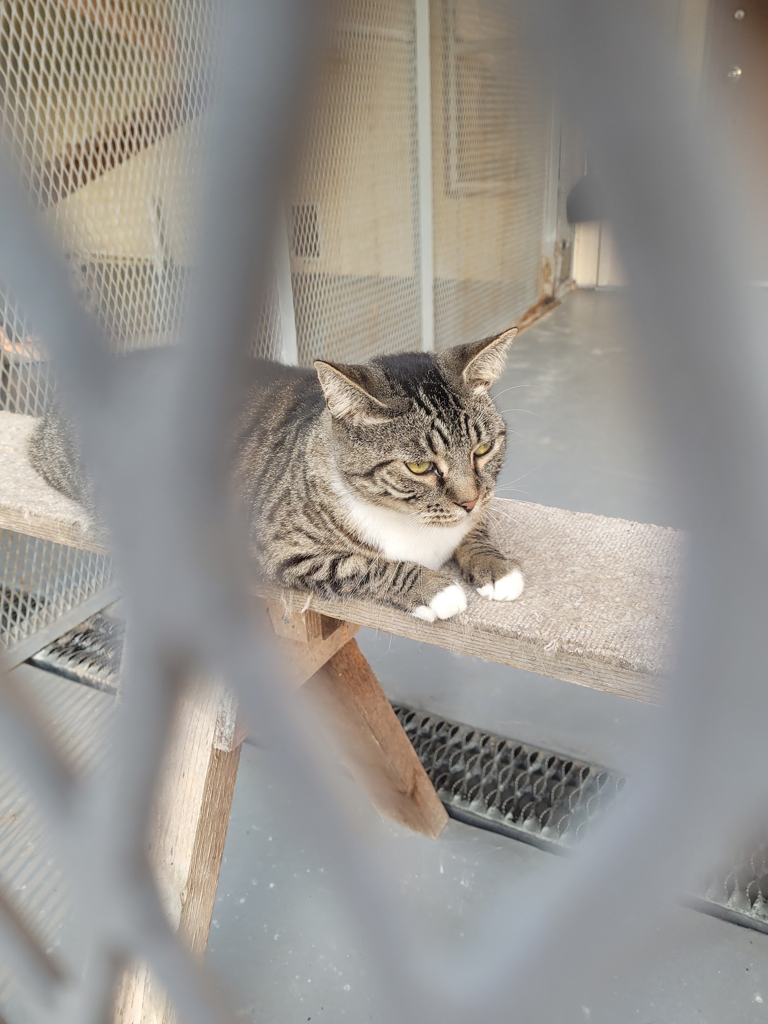 Miss Kitty Feline Sanctuary Thomasville