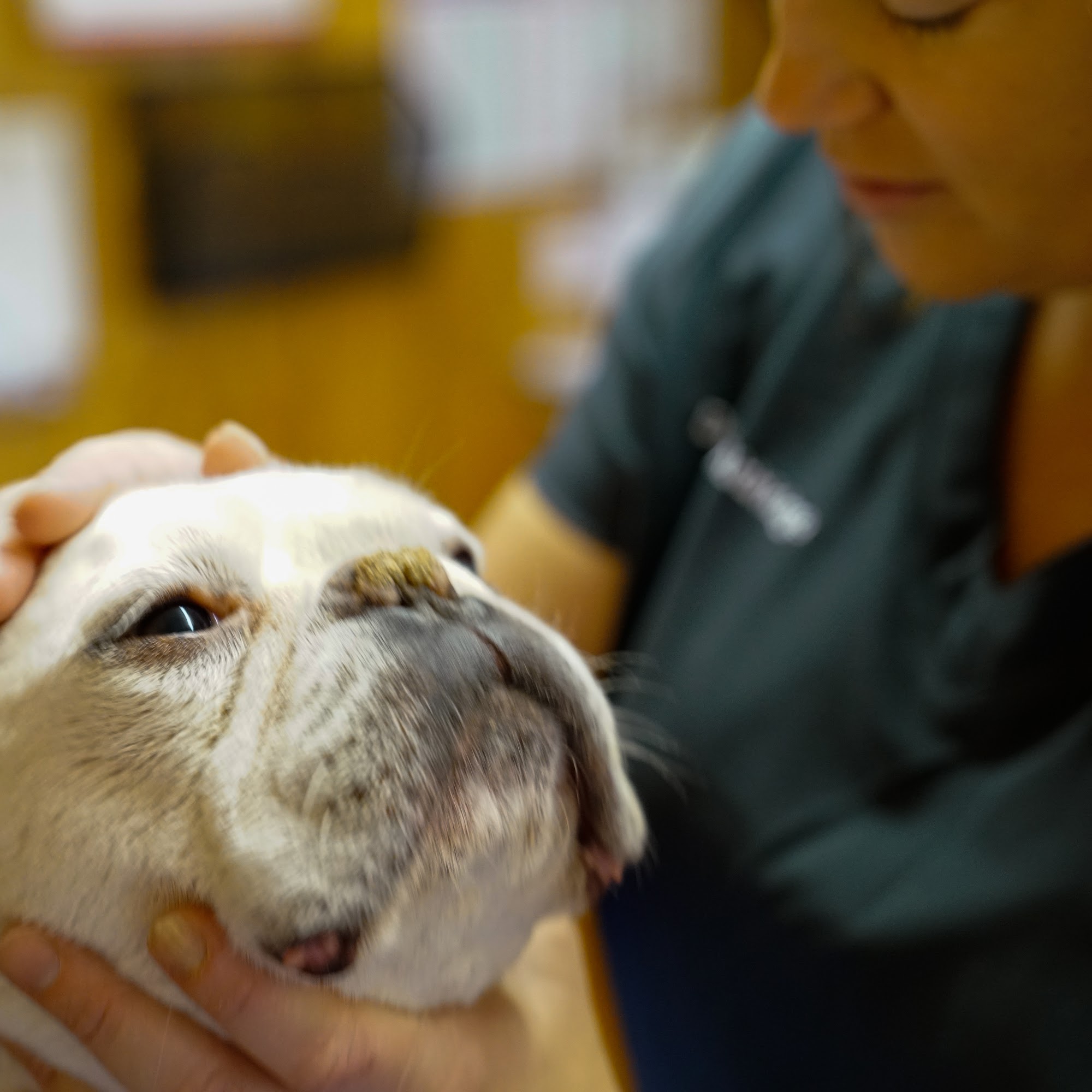 Branch's Veterinary Clinic Tifton
