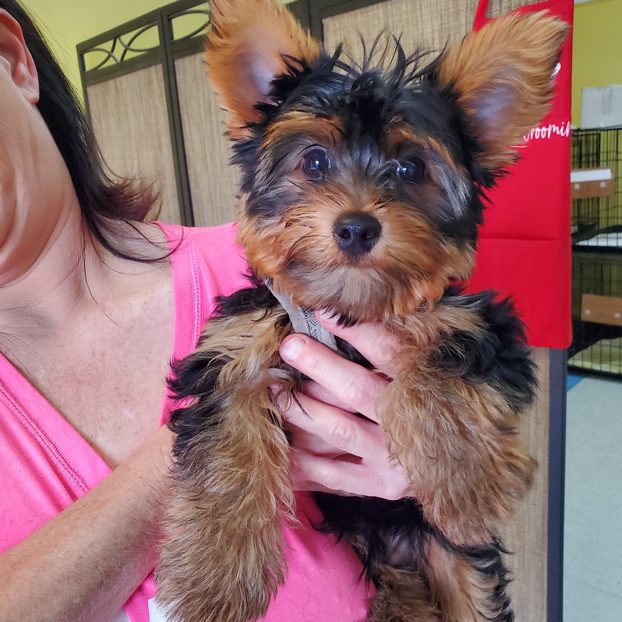 Nana's Pet Grooming Tifton