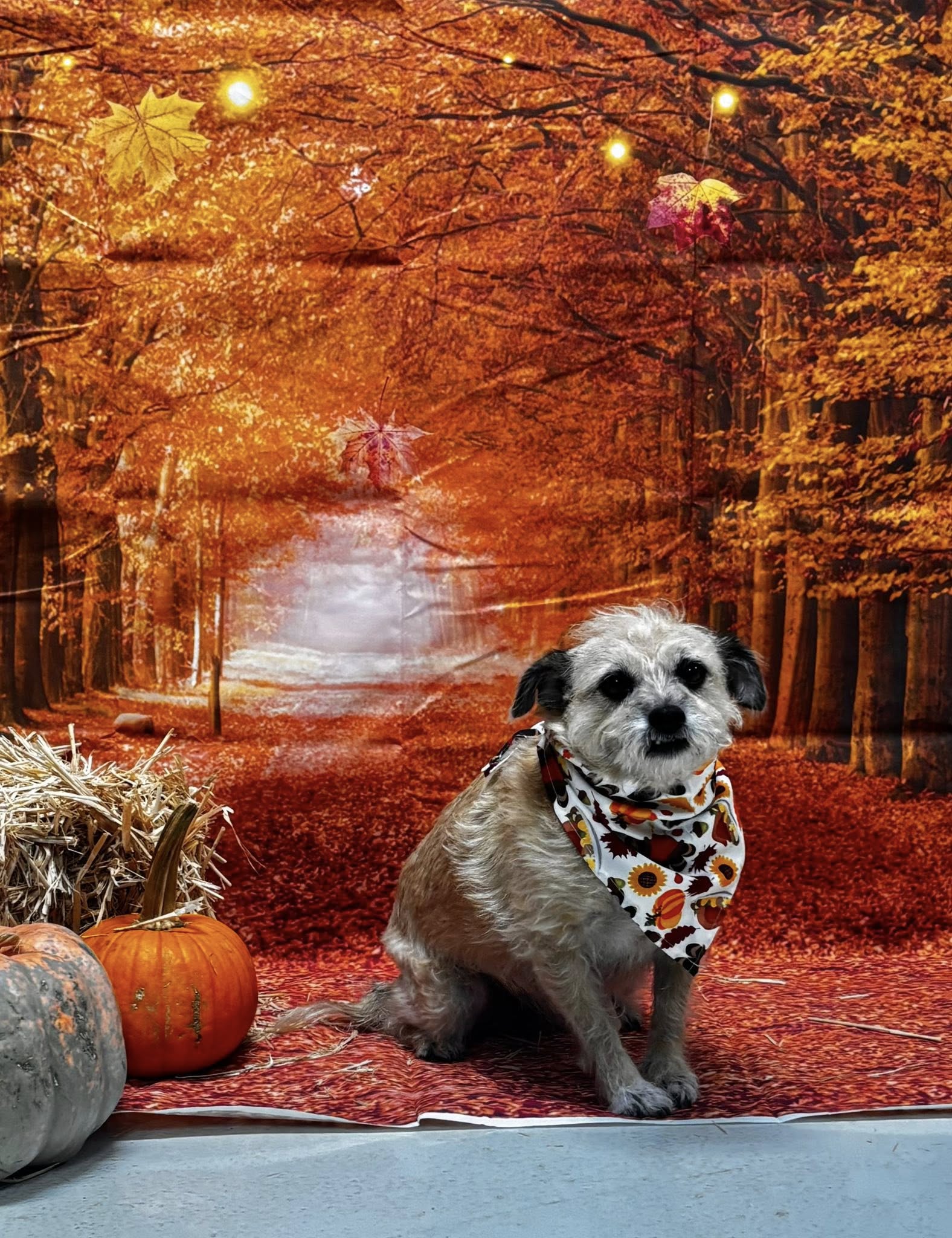 Paw Paradise, LLC Tifton