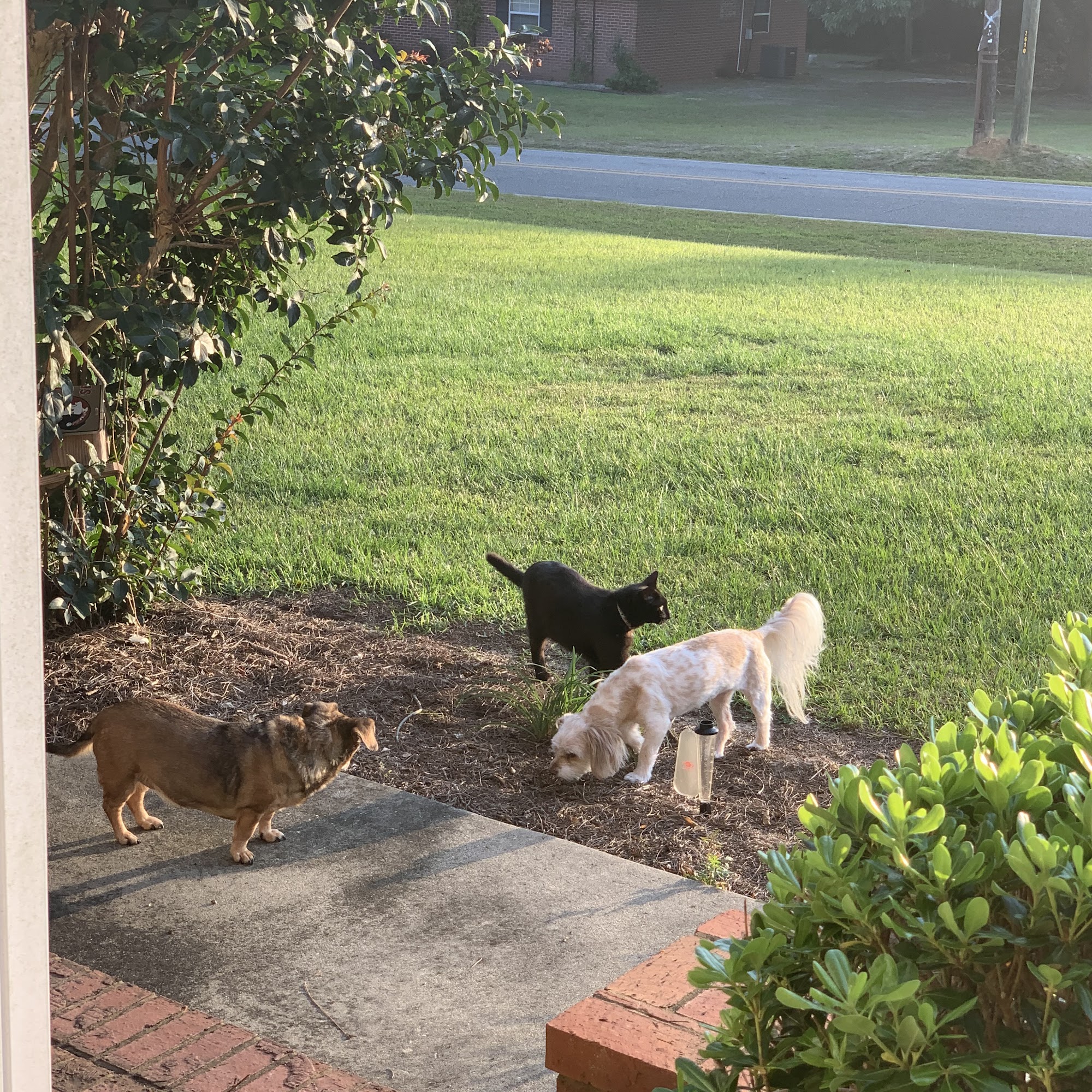 Paw Paradise, LLC Tifton