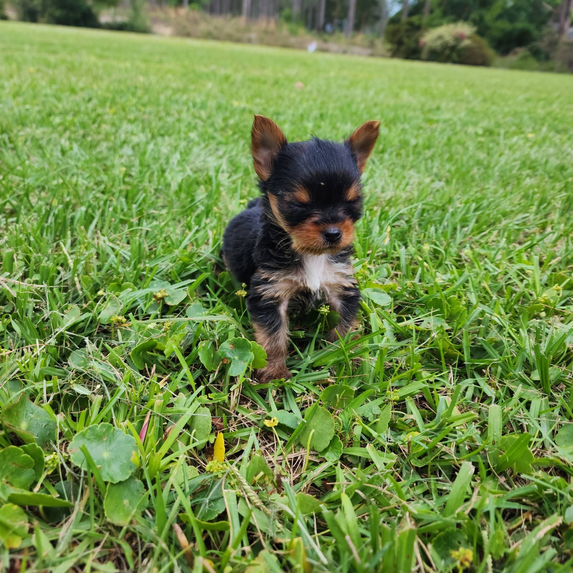 Yorkies of South Georgia Tifton