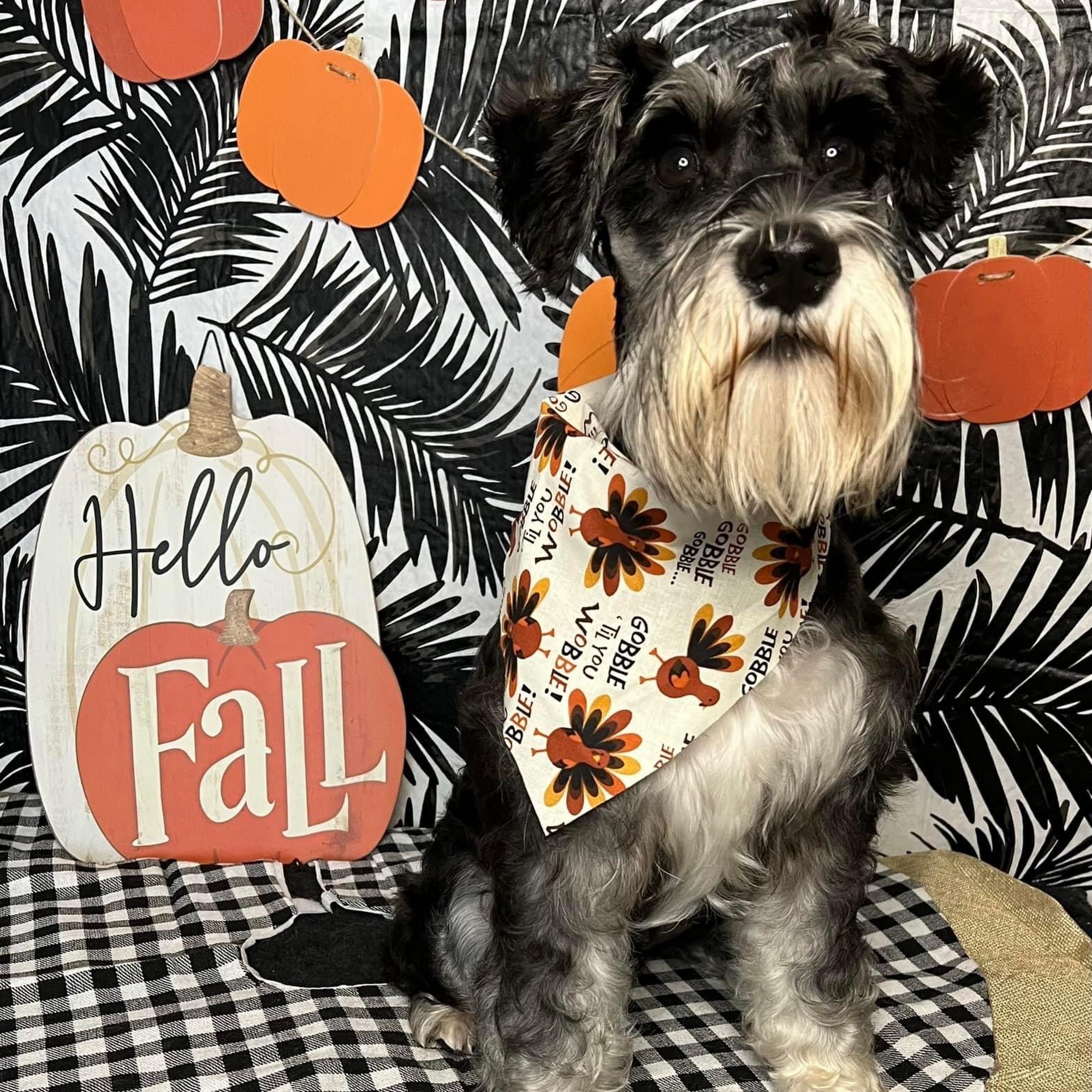 Pampered Paws Tifton Tifton