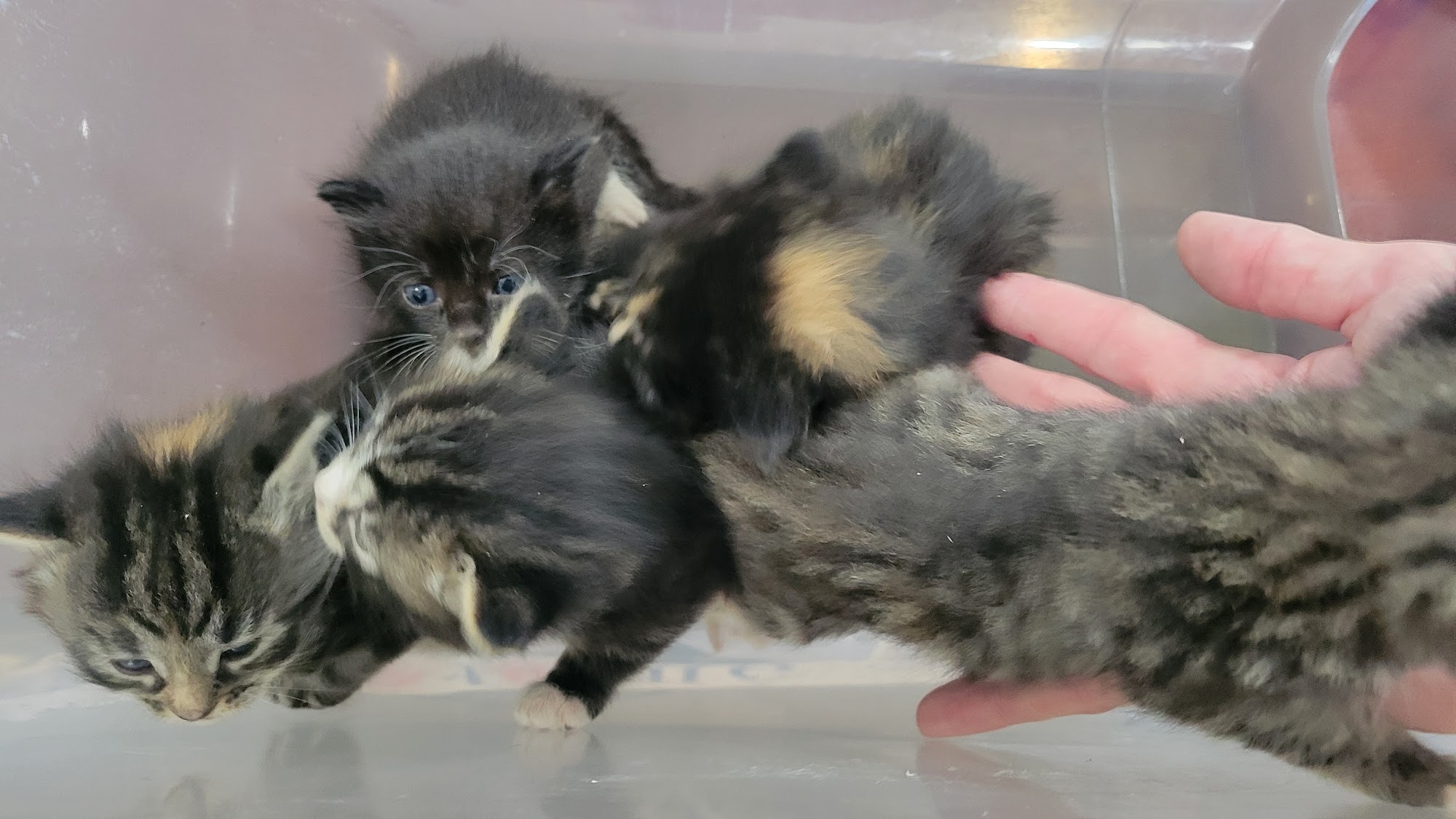 Paws4Life Humane Shelter Tiger