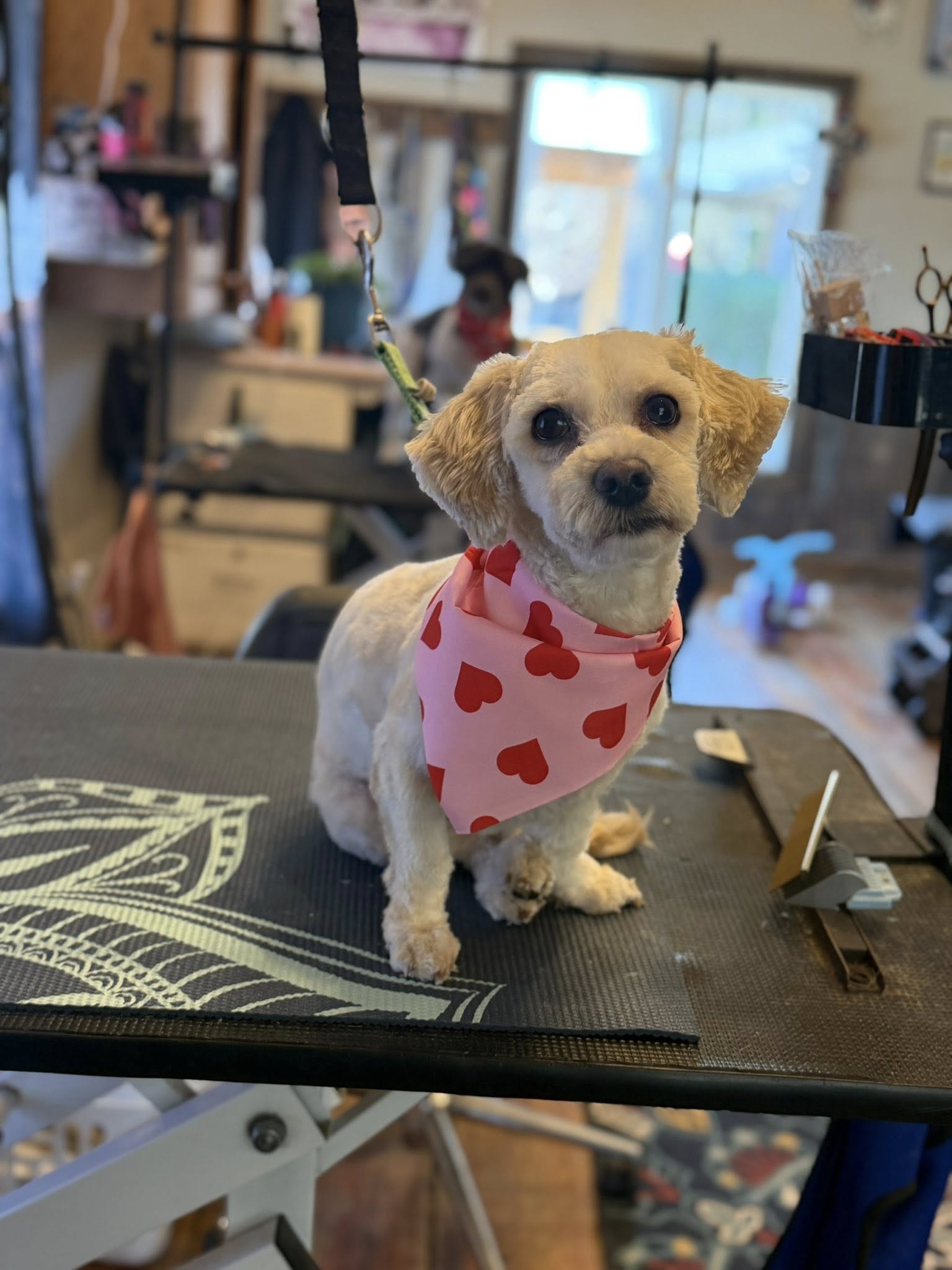 The Grooming Barn Toccoa