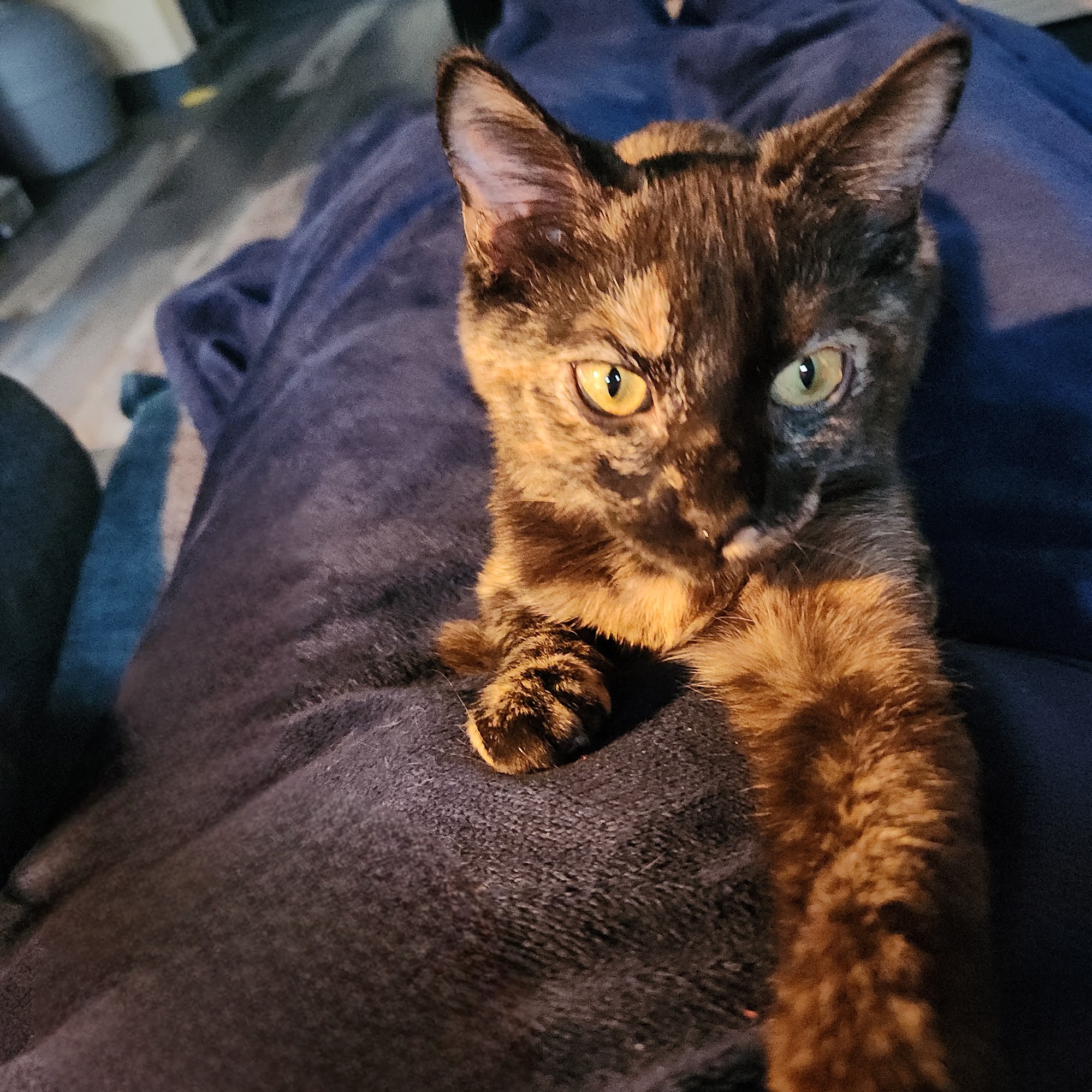 Toccoa-Stephens County Humane Shelter Toccoa