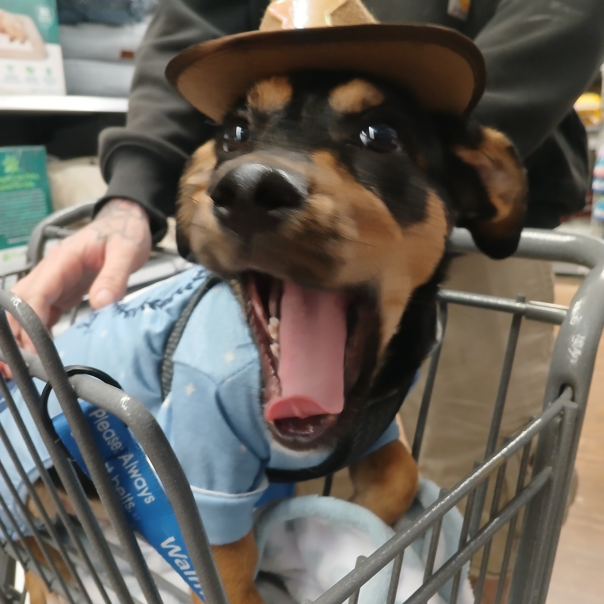 Toccoa-Stephens County Humane Shelter Toccoa