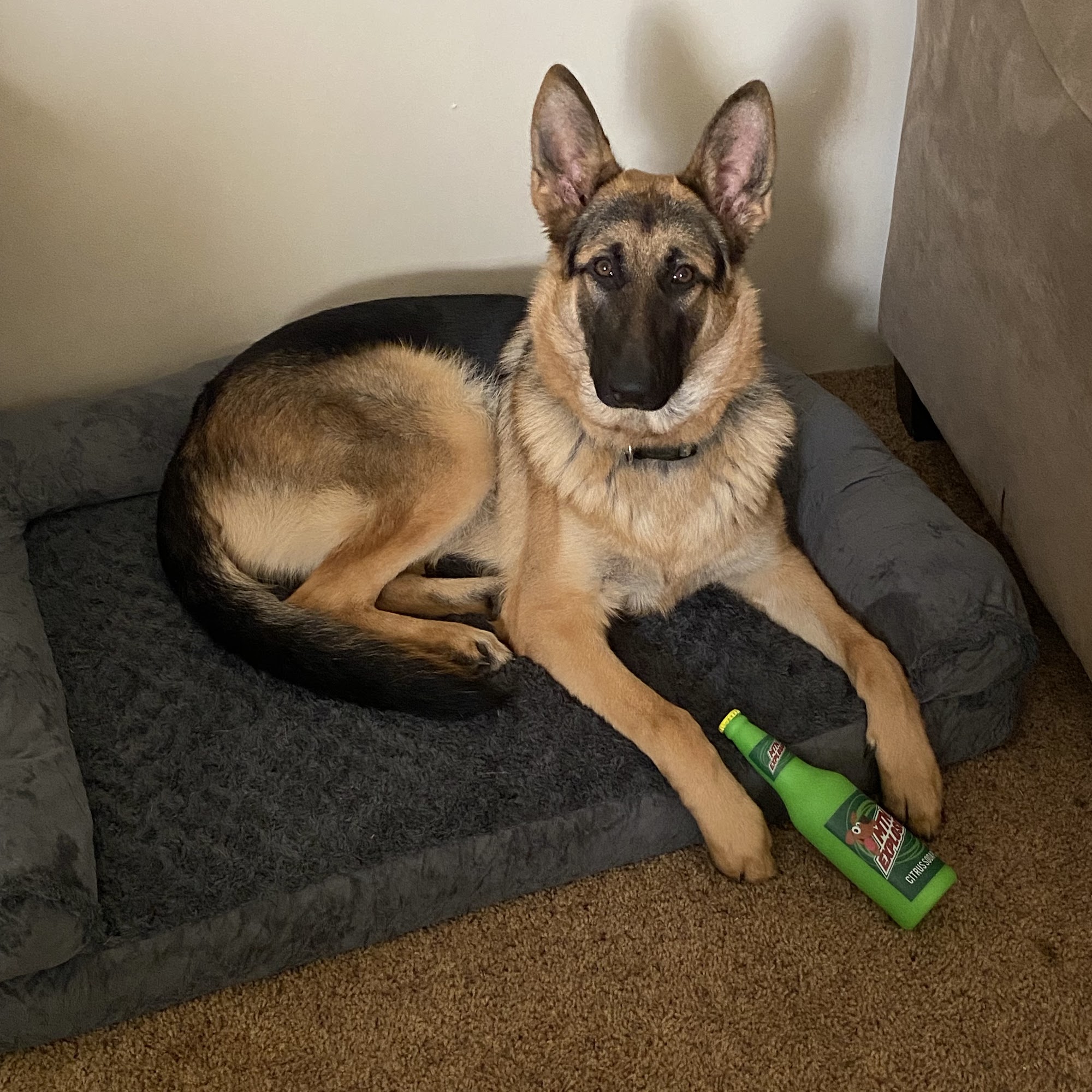 K9 Justice Dog Training