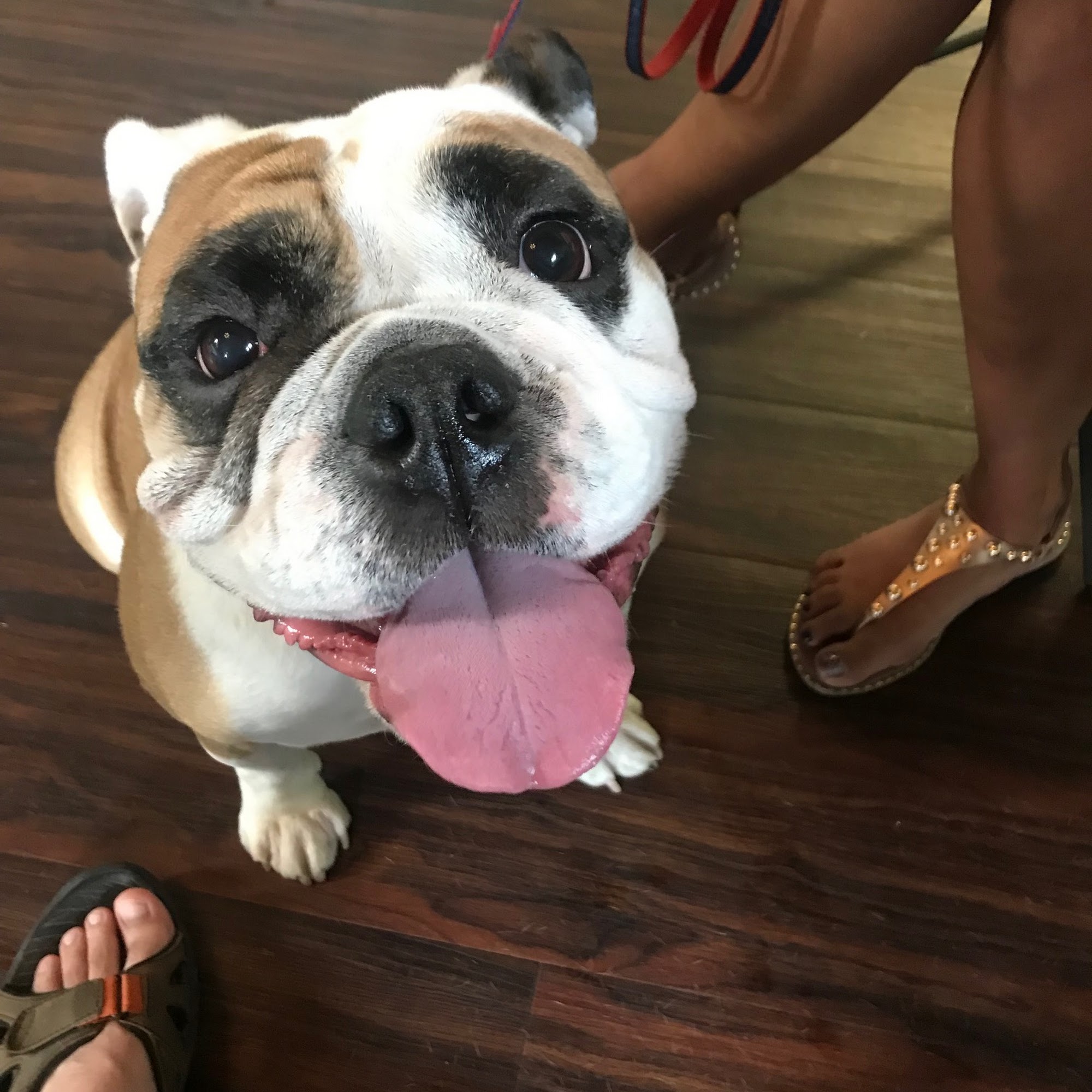 Dekalb Animal Hospital Tucker