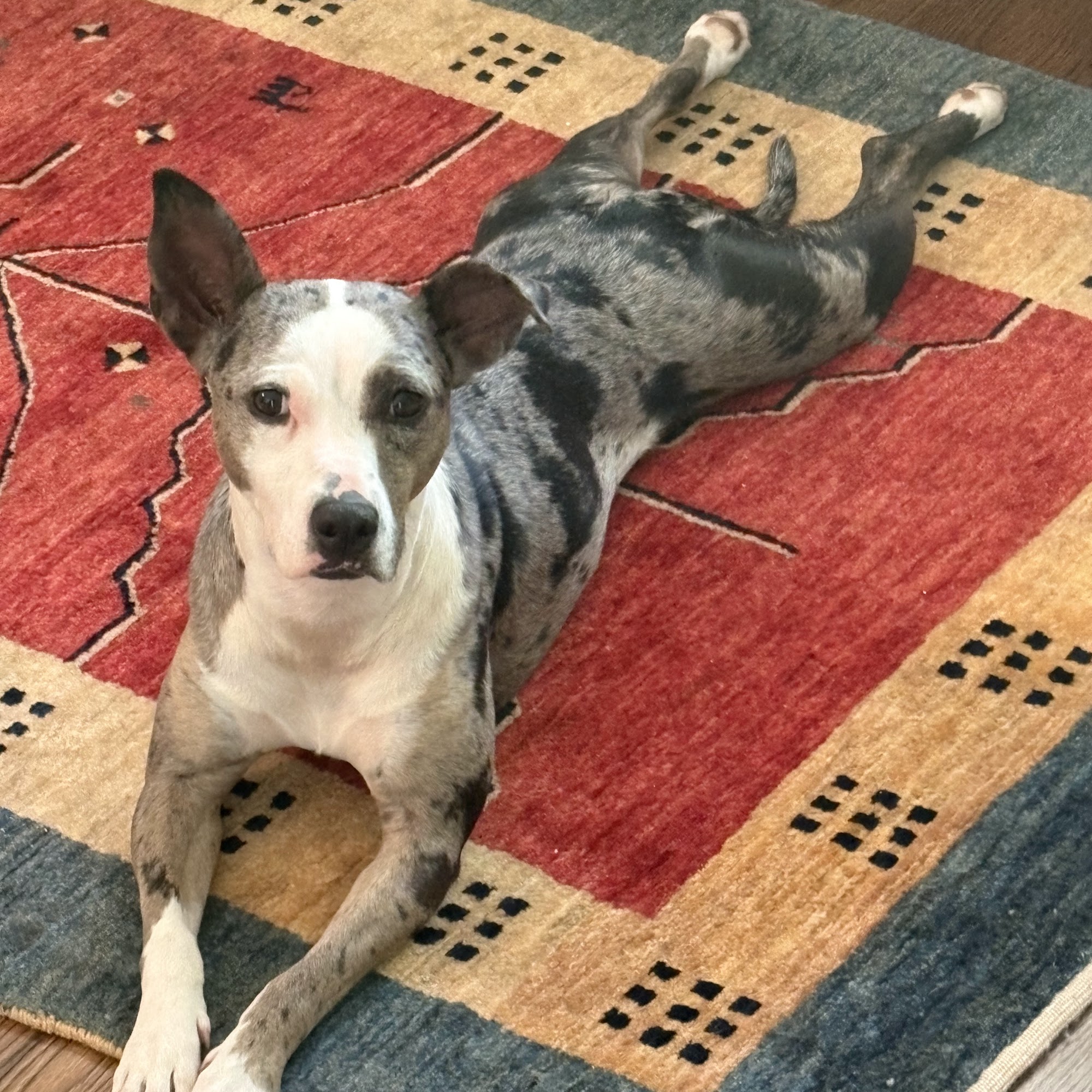 Camp Woof Tucker Tucker