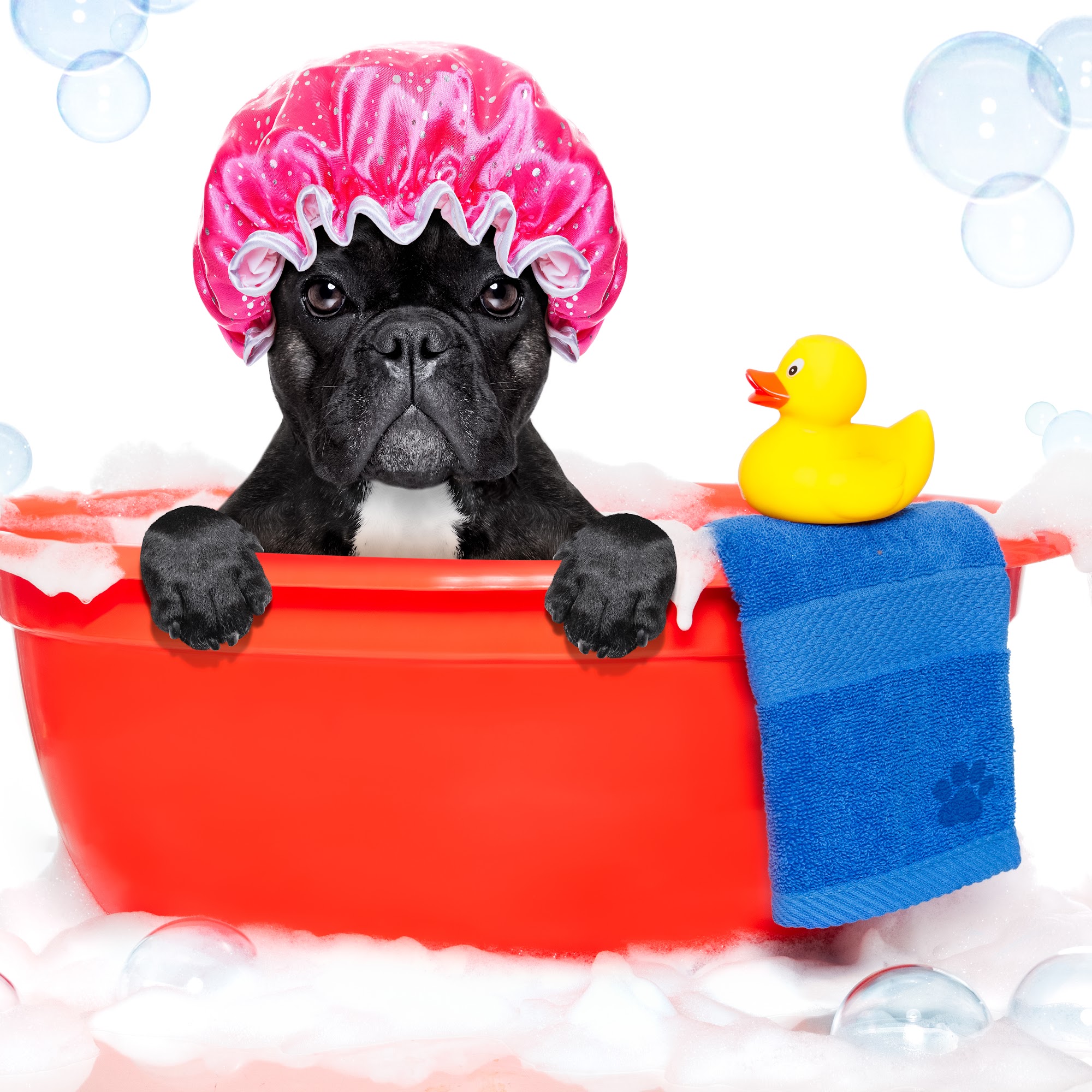 Soap Doggy Dog Mobile Grooming, LLC Tucker